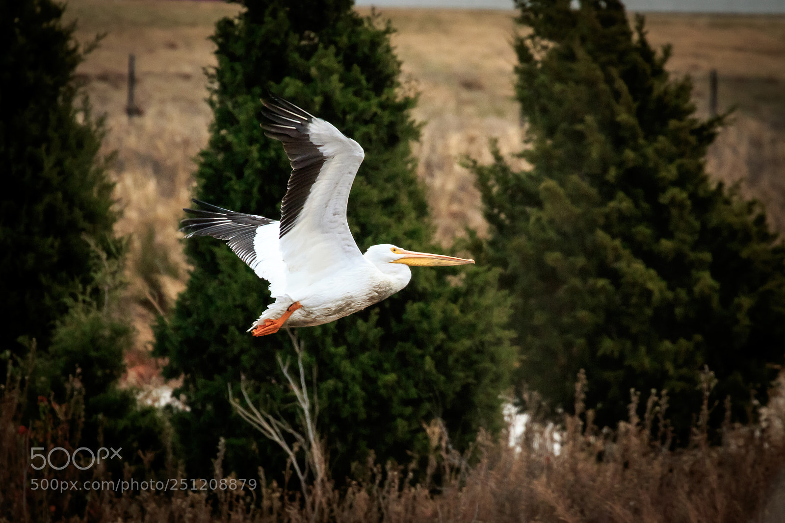 Canon EOS 7D Mark II sample photo. Pelican in flight #4 photography