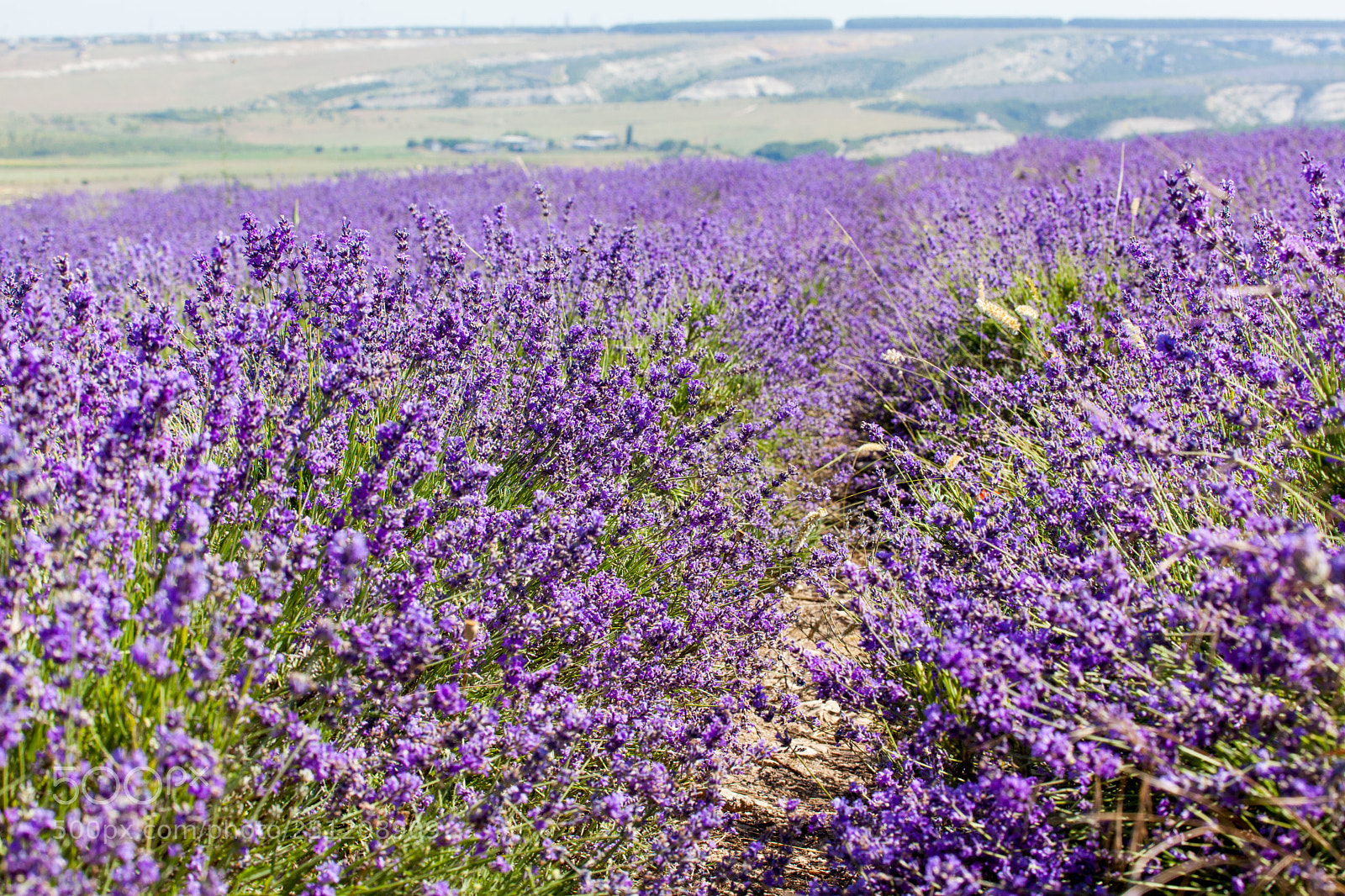 Canon EOS 5D Mark II sample photo. Flowers of lavender photography