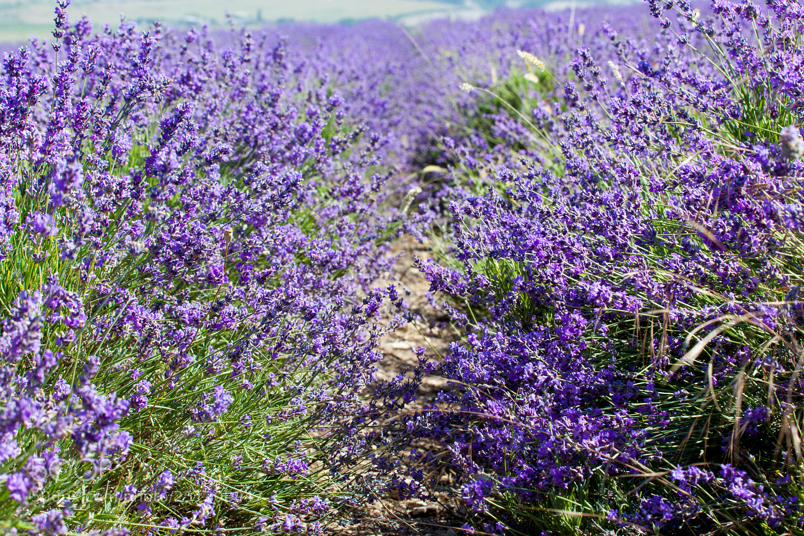 Canon EOS 5D Mark II sample photo. Flowers of lavender photography