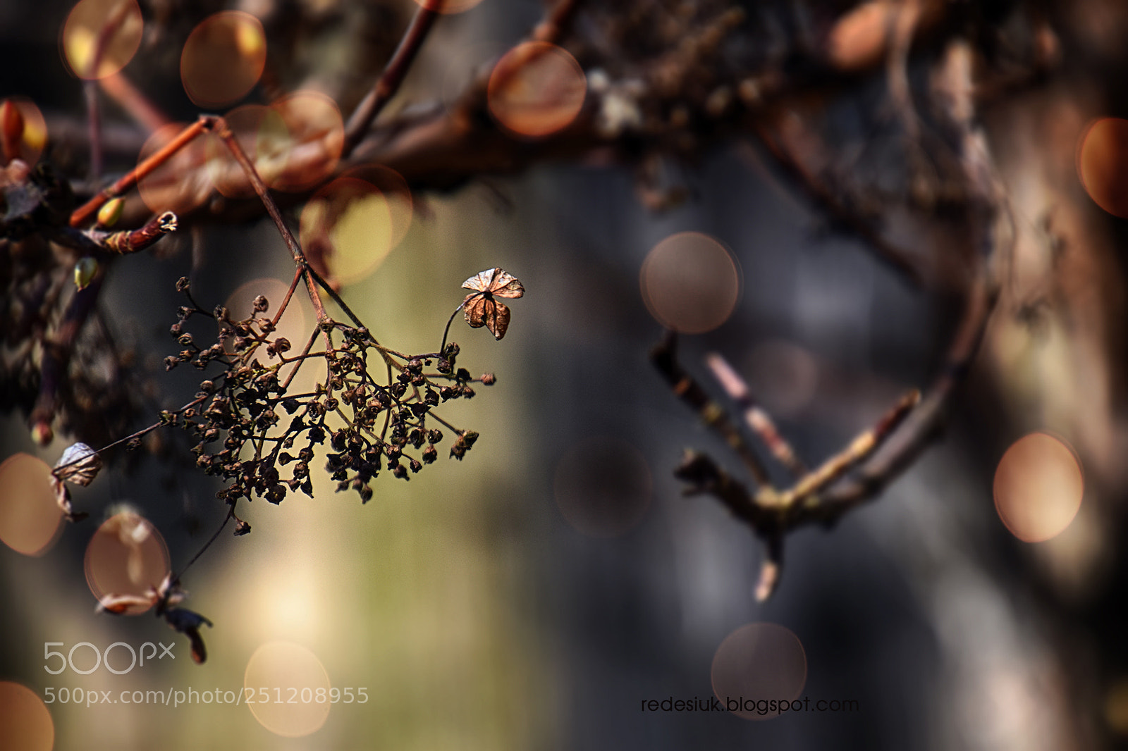 Nikon D5500 sample photo. Http redesiuk.blogspot.com 2018 03 photography