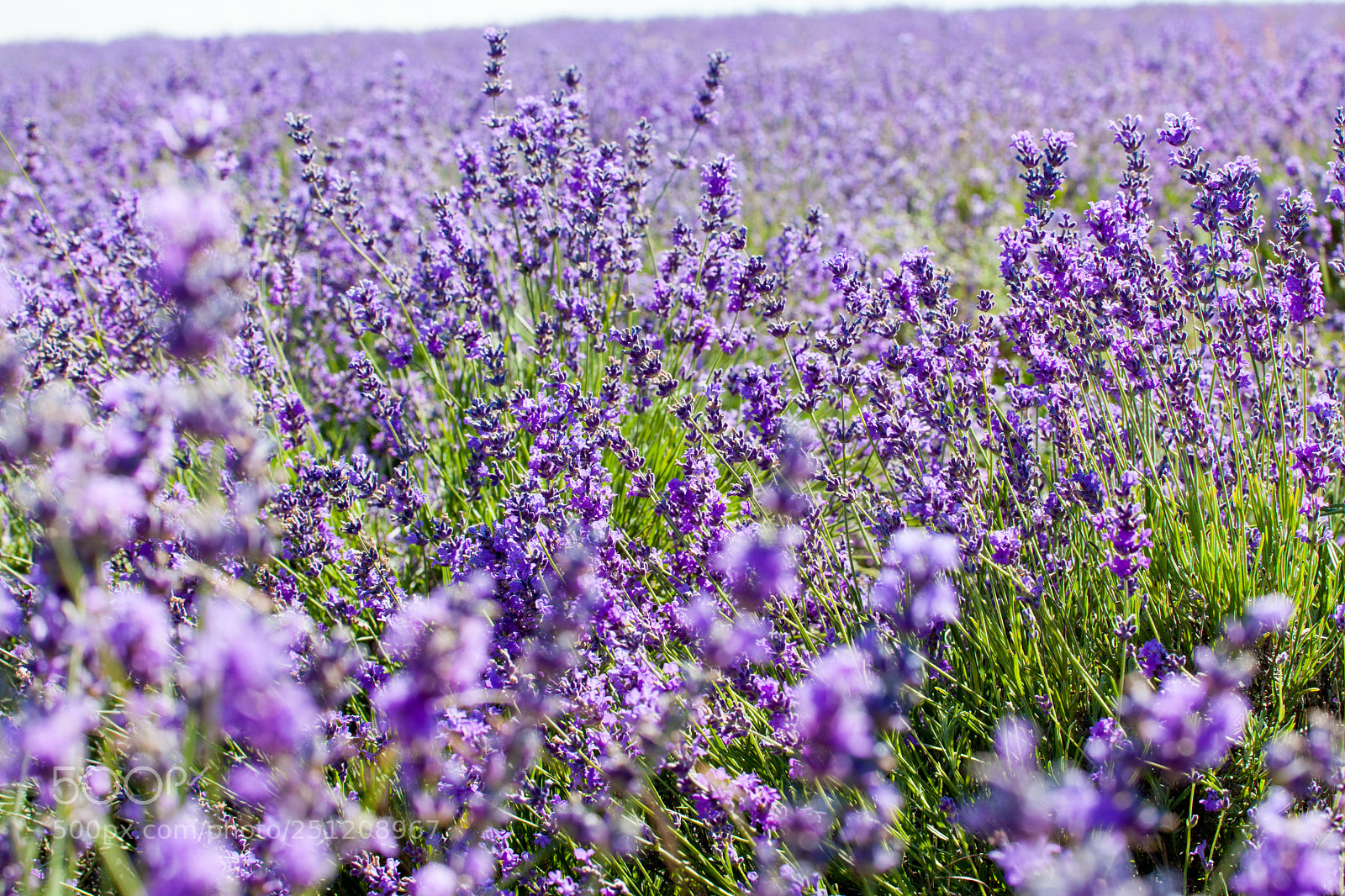 Canon EOS 5D Mark II sample photo. Flowers of lavender photography