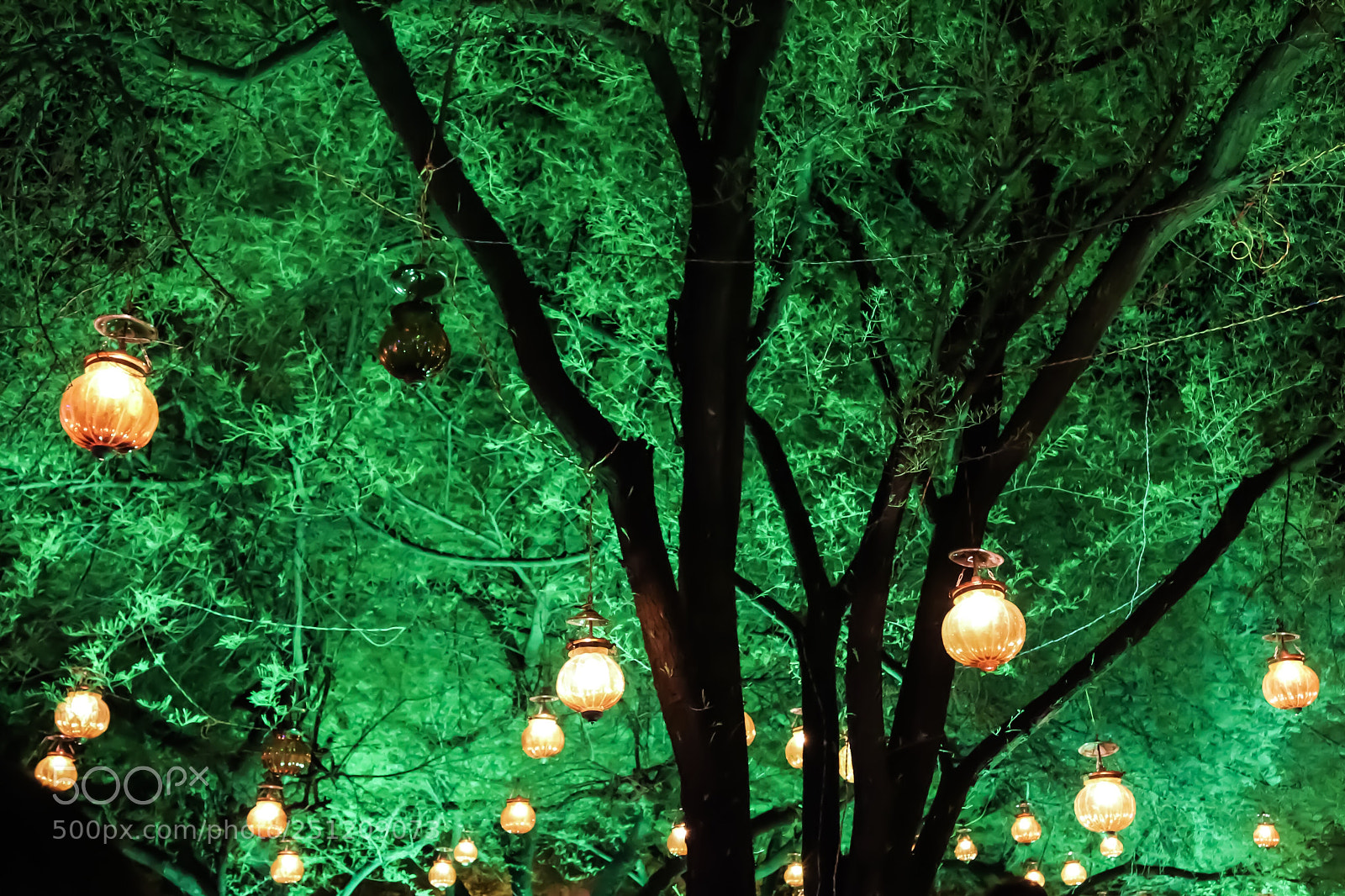 Canon EOS 70D sample photo. Night tree lights photography