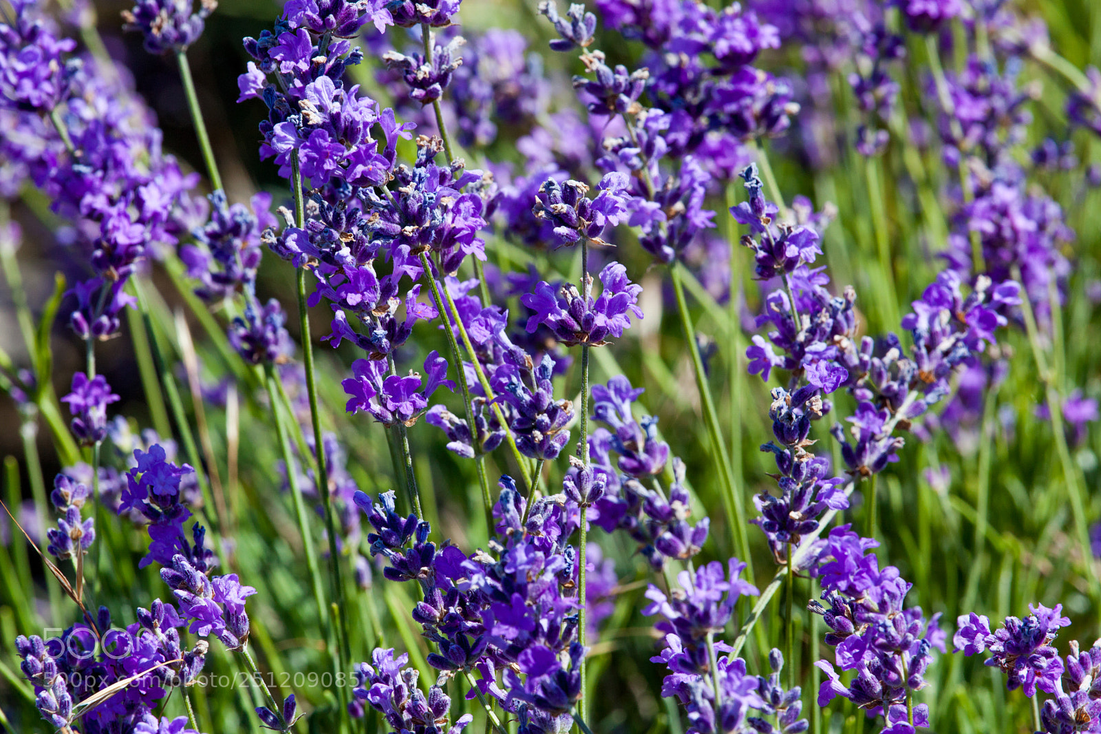 Canon EOS 5D Mark II sample photo. Flowers of lavender photography
