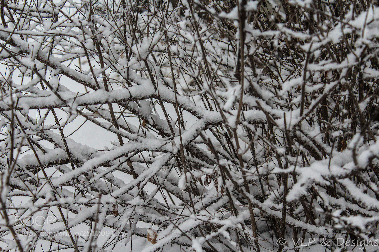 Canon EOS 1200D (EOS Rebel T5 / EOS Kiss X70 / EOS Hi) sample photo. Snow adorned branches photography