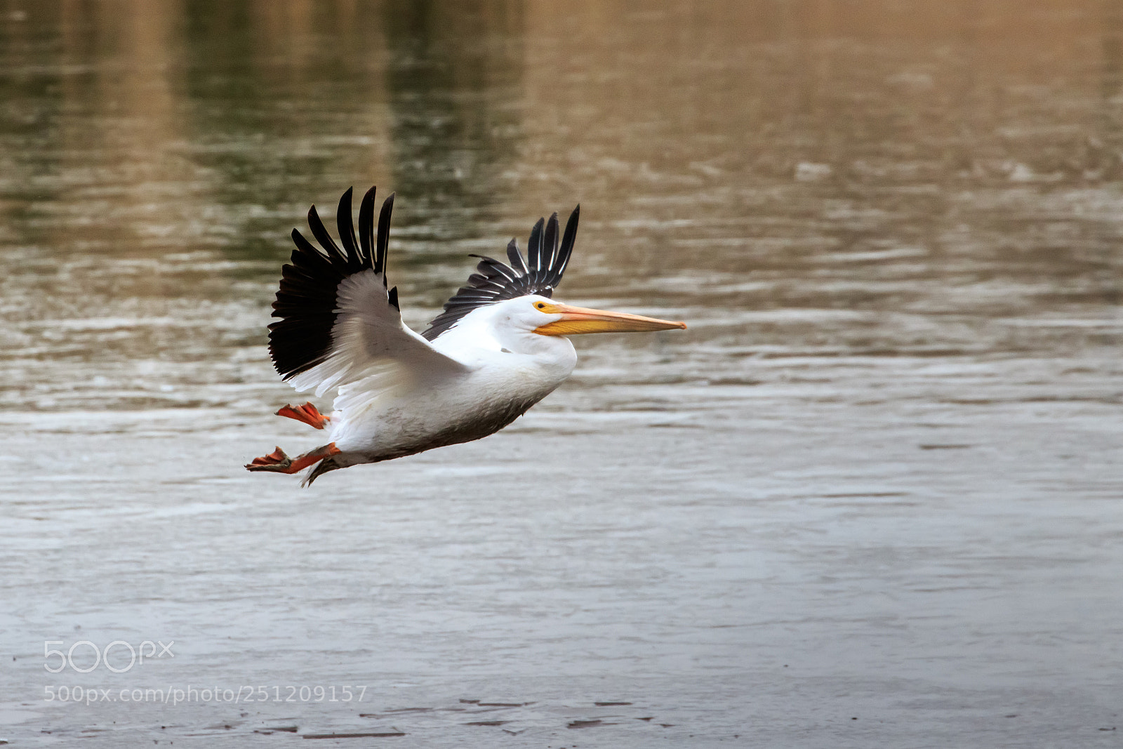 Canon EOS 7D Mark II sample photo. Pelican in flight #5 photography