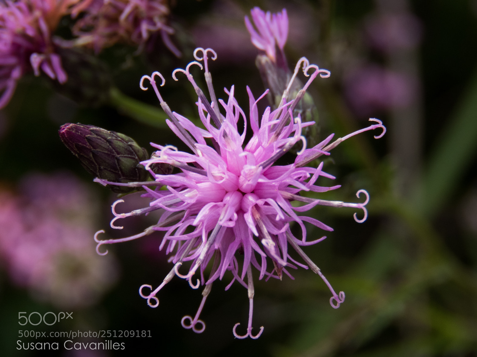 Canon PowerShot SX60 HS sample photo. Flor rosa photography