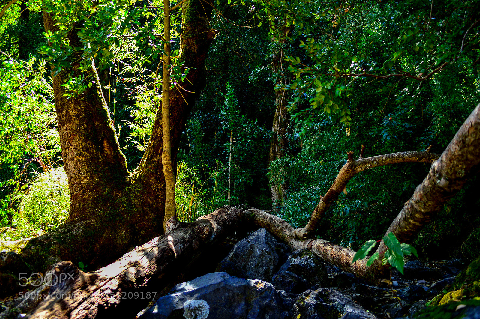 Nikon D3200 sample photo. Radal photography