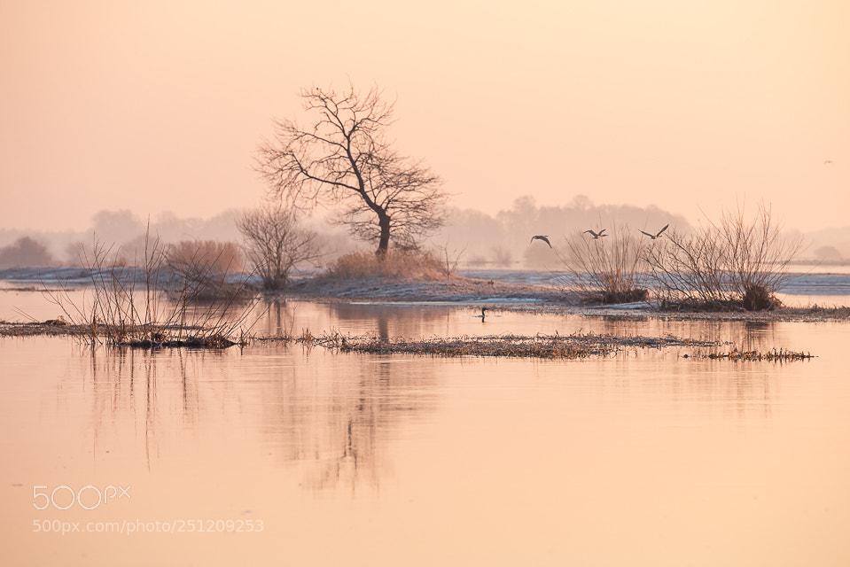 Nikon D800E sample photo. Lonely tree photography