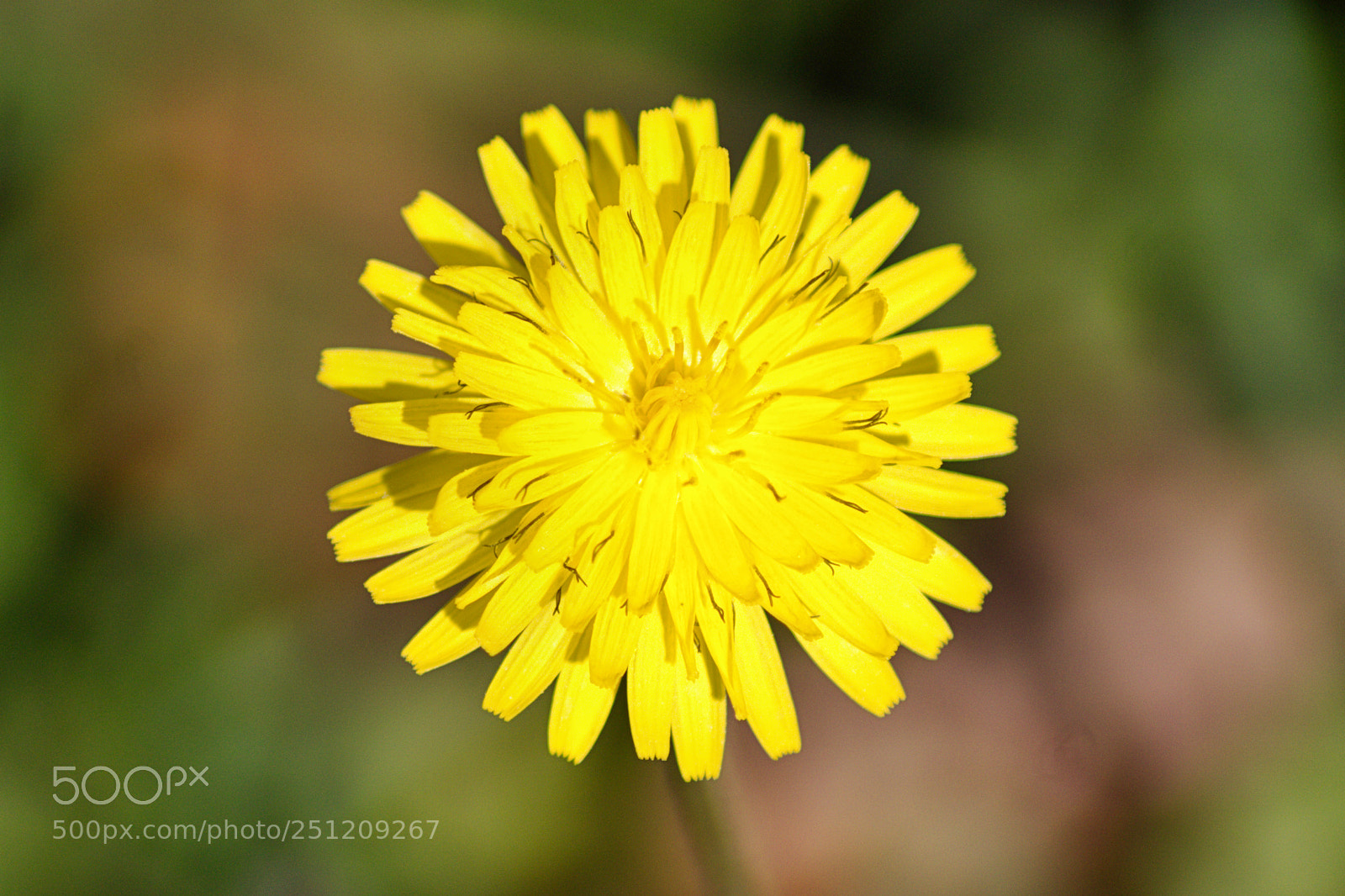 Canon EOS 1300D (EOS Rebel T6 / EOS Kiss X80) sample photo. Yellow. photography