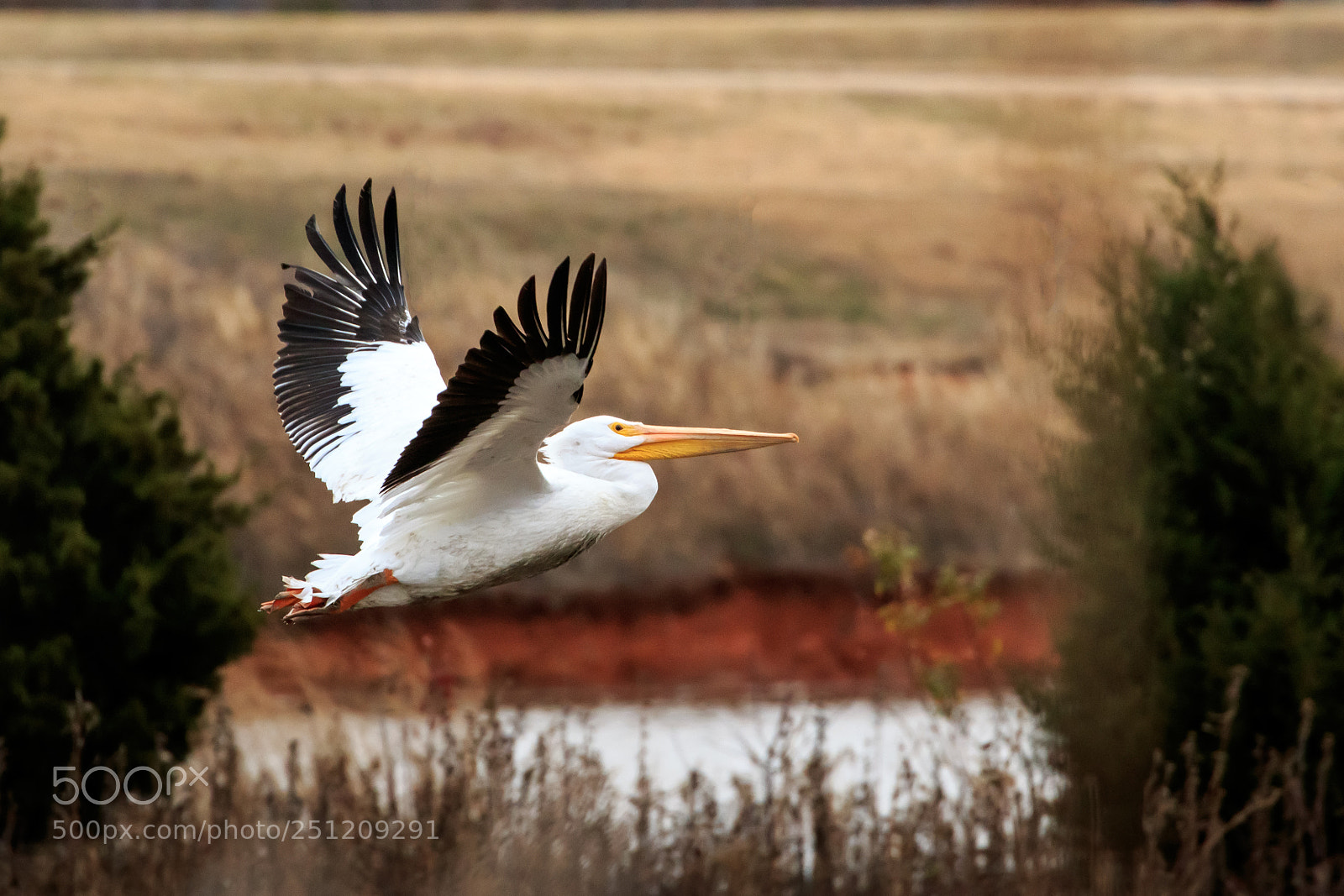 Canon EOS 7D Mark II sample photo. Pelican in flight #6 photography