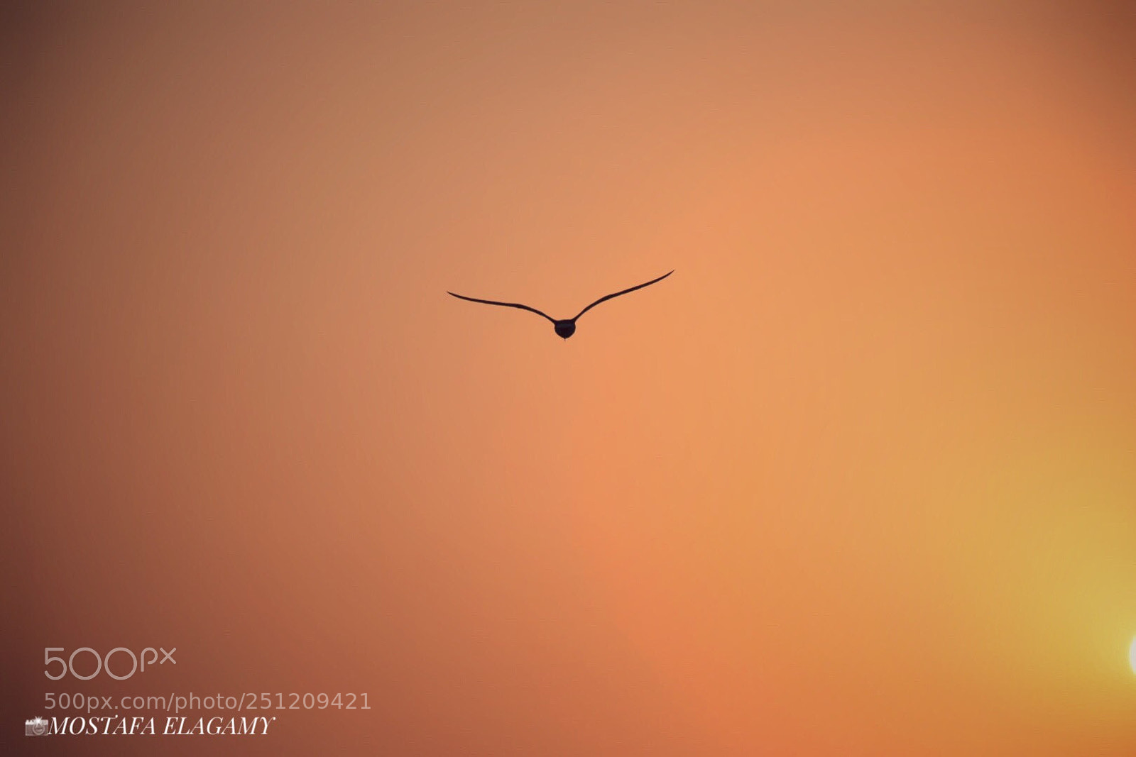 Nikon D5300 sample photo. Flying in sunset  photography