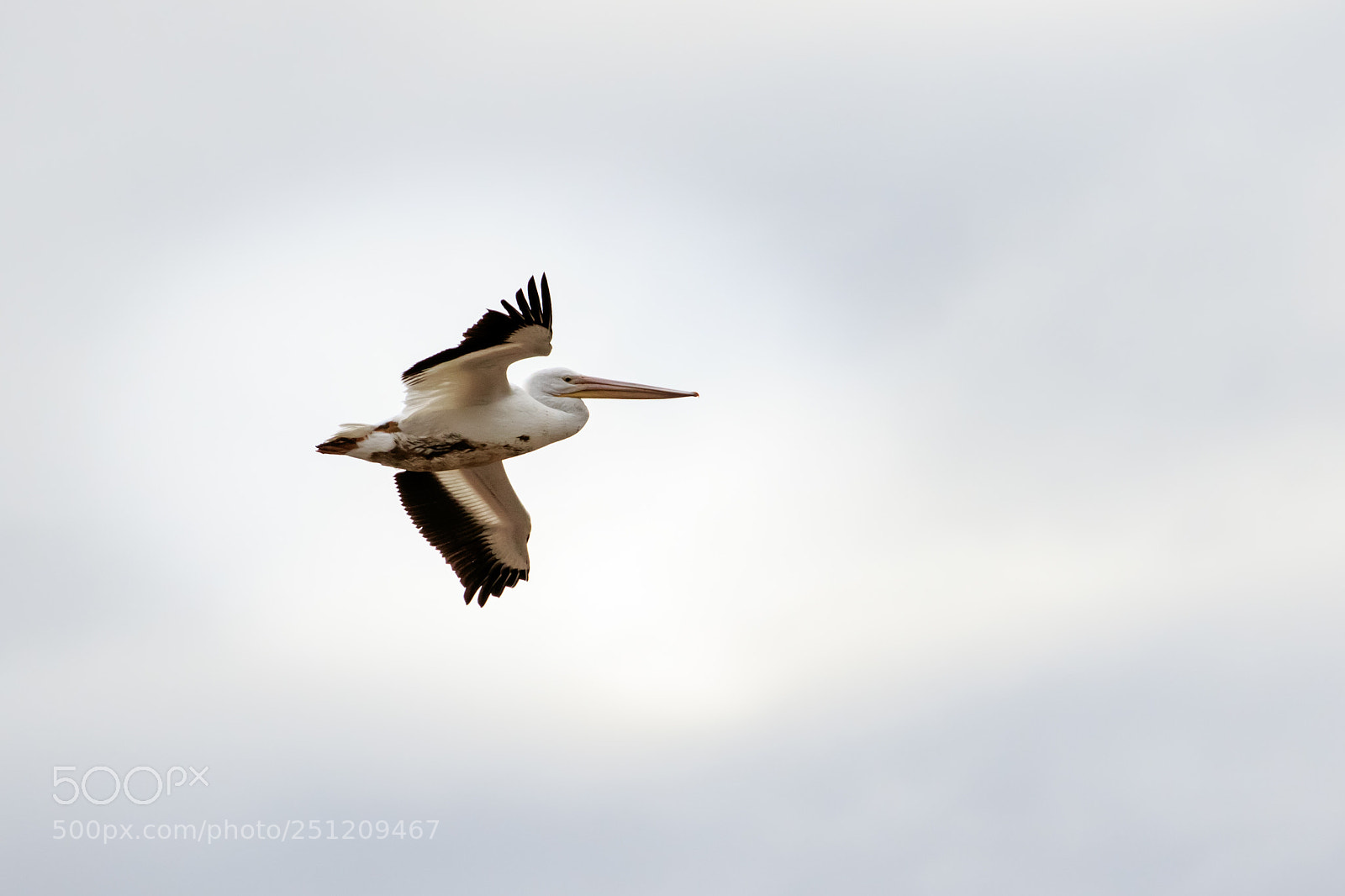 Canon EOS 7D Mark II sample photo. Pelican in flight #7 photography