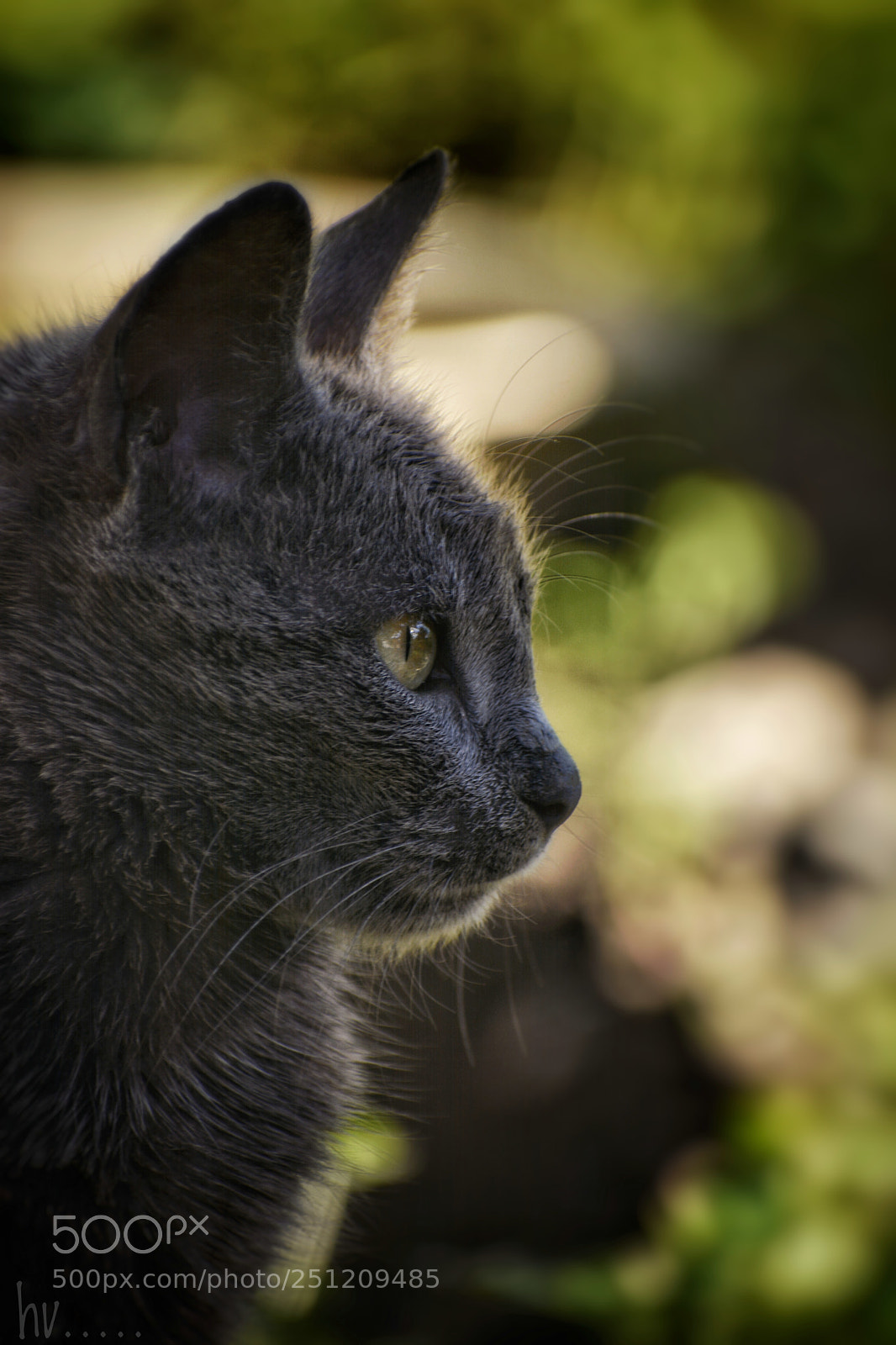 Nikon D7100 sample photo. My muse photography