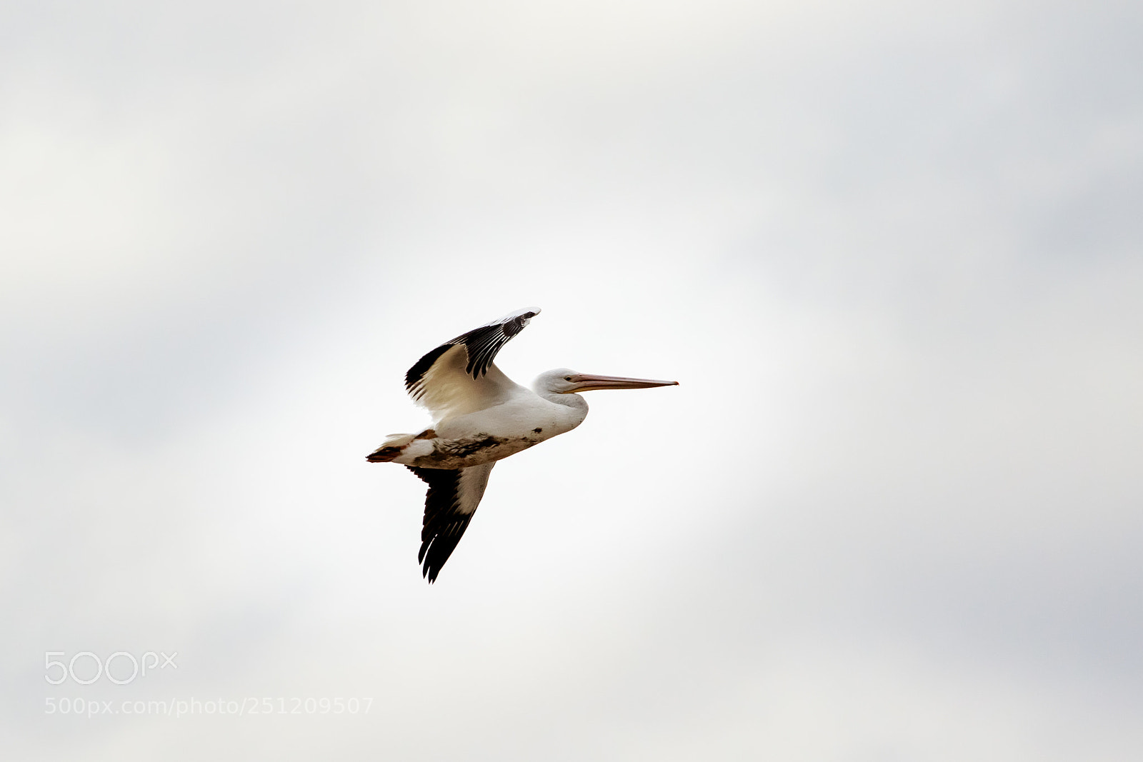 Canon EOS 7D Mark II sample photo. Pelican in flight #8 photography
