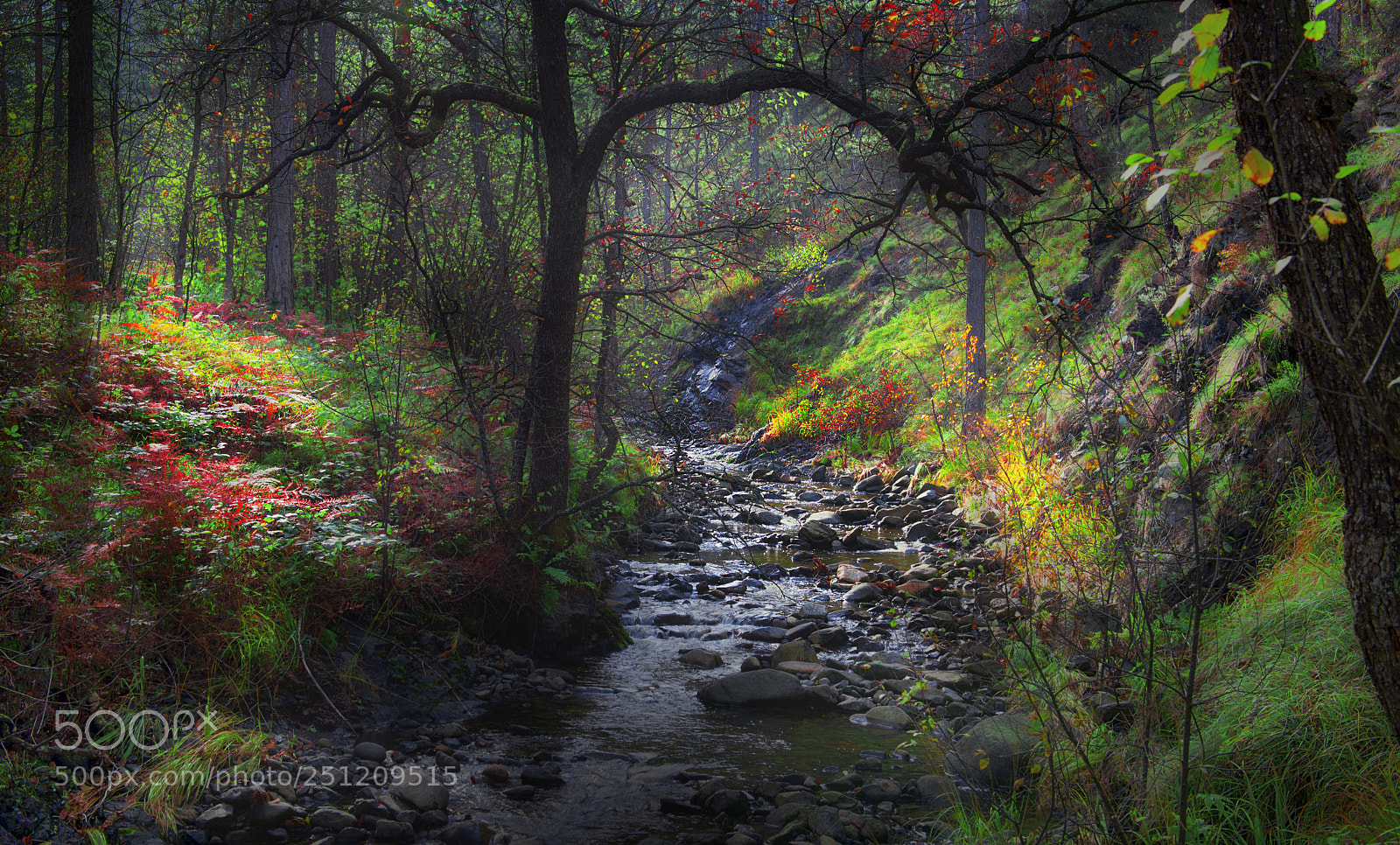 Nikon D610 sample photo. Stream photography