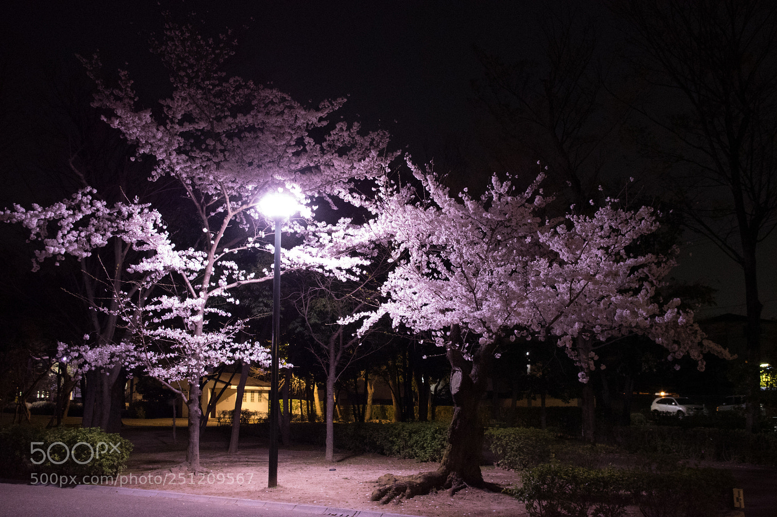 Pentax KP sample photo. Night cold blossom photography