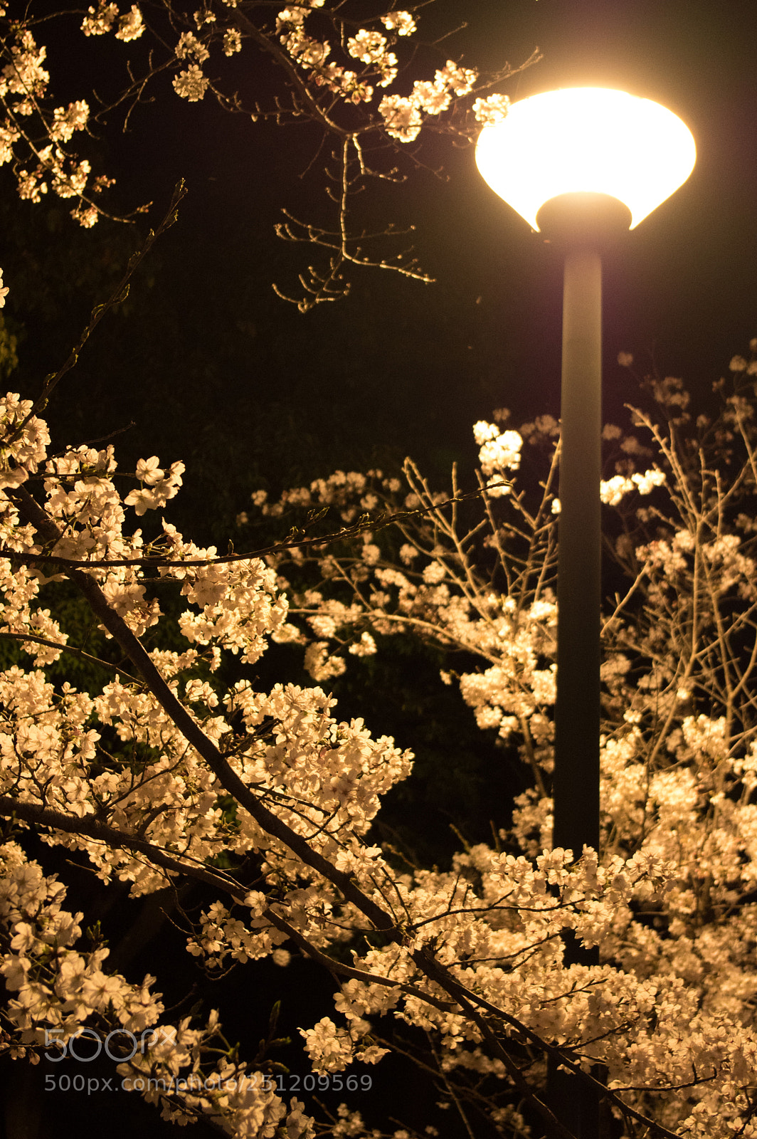 Pentax KP sample photo. Night warm blossom photography