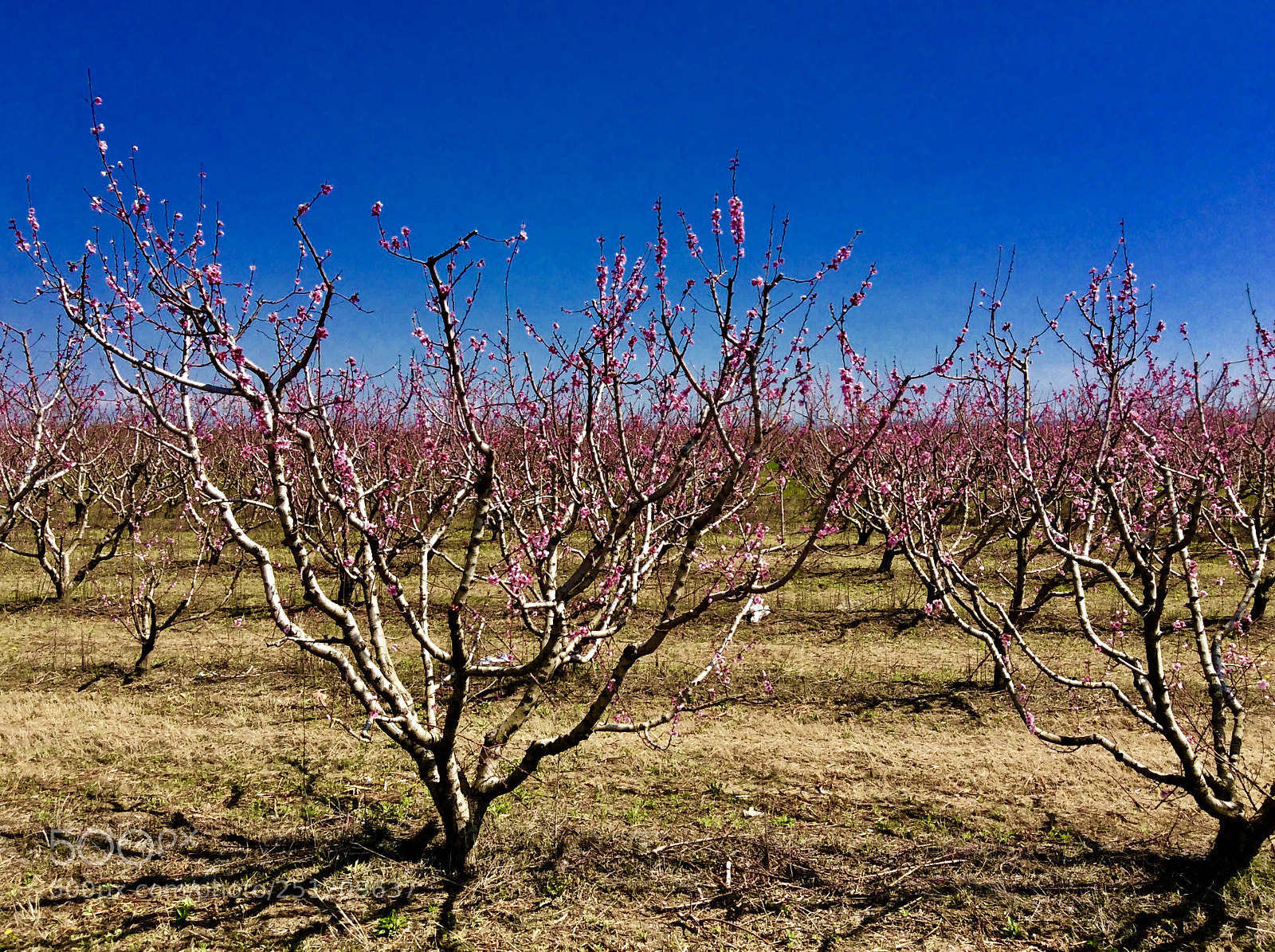 Apple iPad mini 2 sample photo. Spring blossom 1 photography