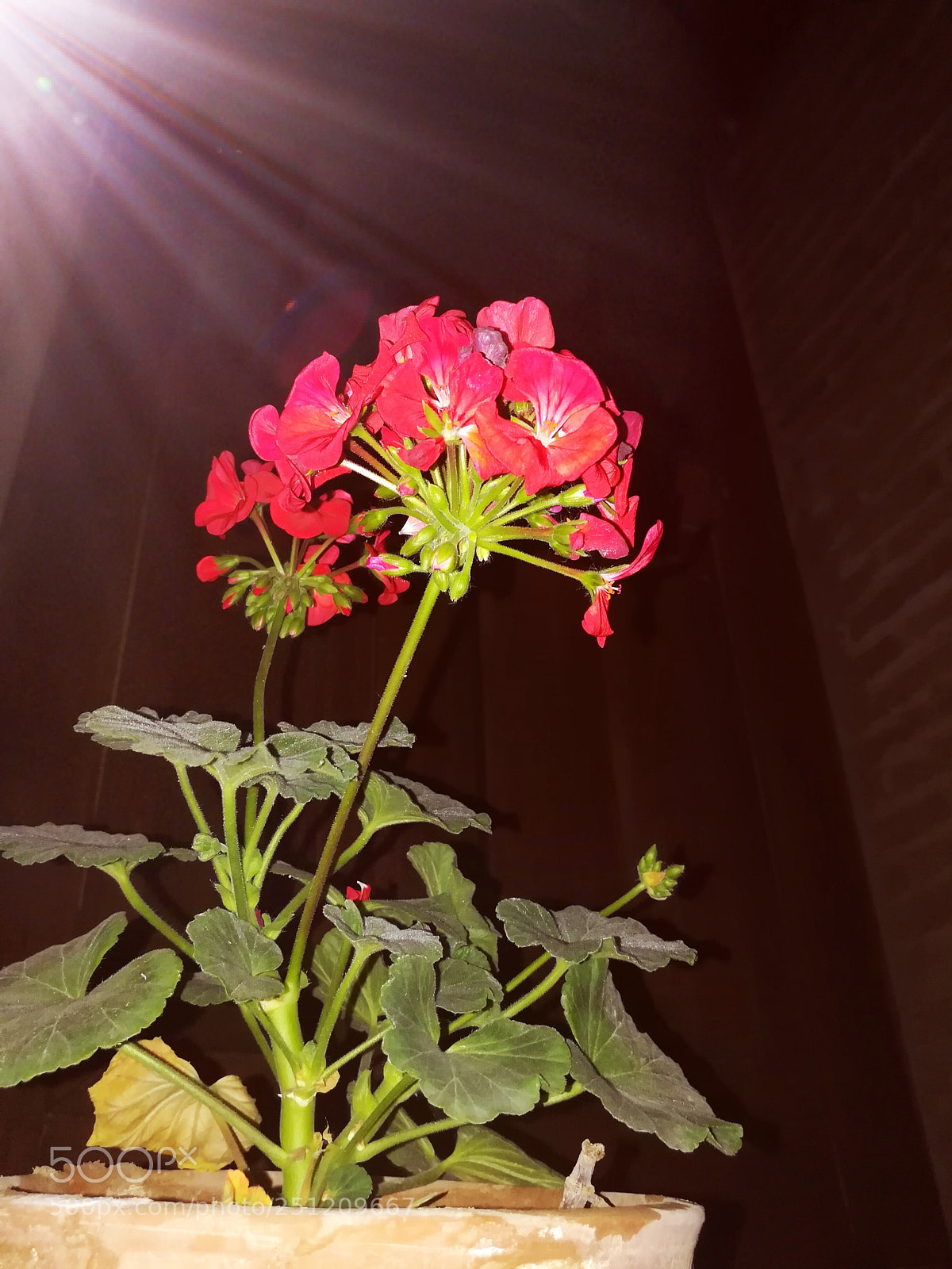 HUAWEI honor 6x sample photo. Flowers photography