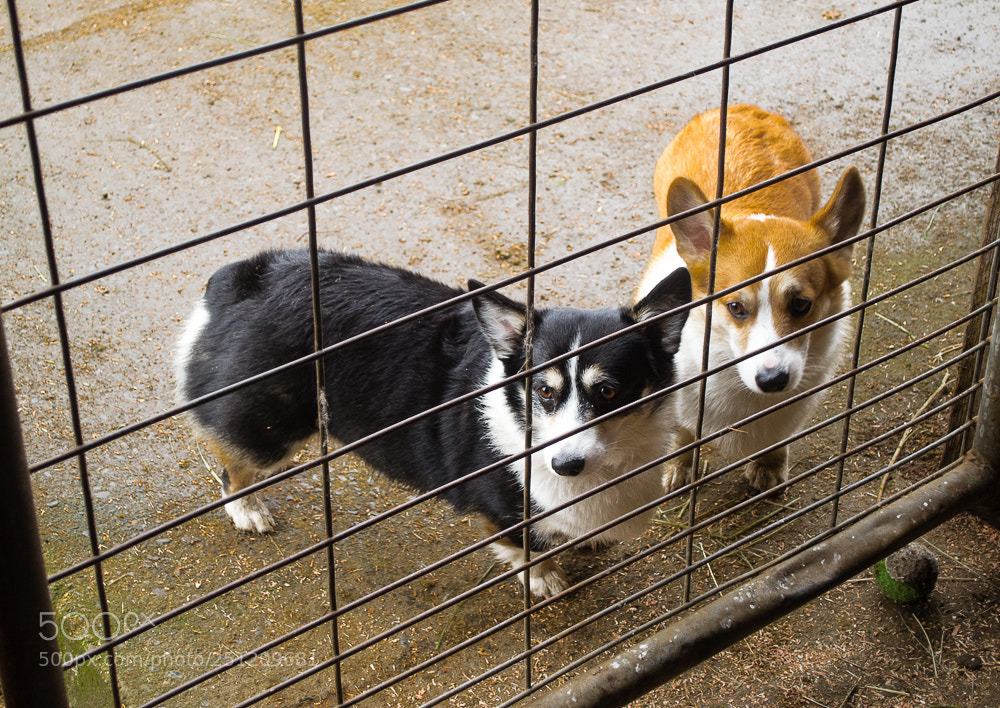 Nikon D3100 sample photo. Farm corgis photography
