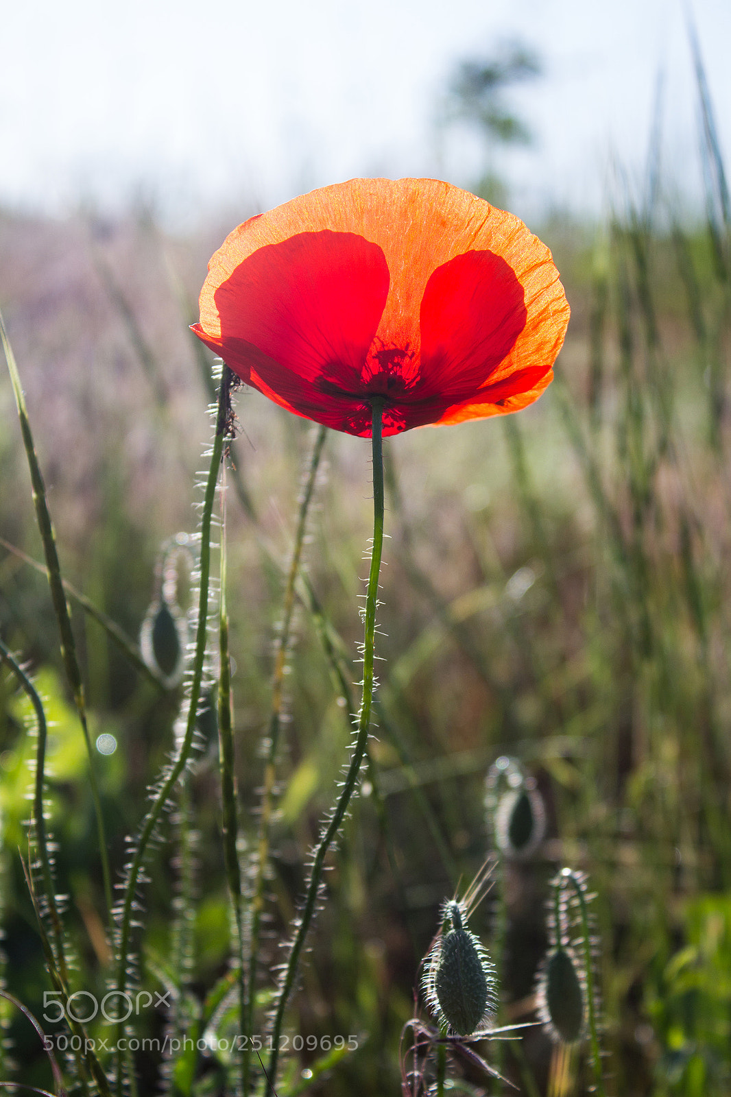 Canon EOS 600D (Rebel EOS T3i / EOS Kiss X5) sample photo. Summer morning photography