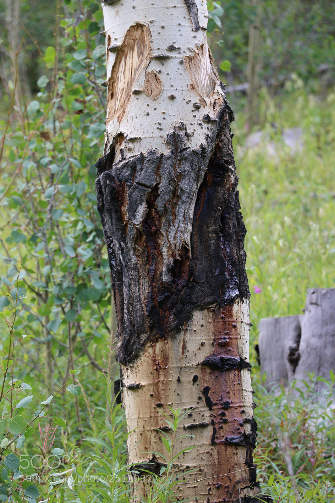 Canon EOS 7D Mark II sample photo. Colorado tree collection photography