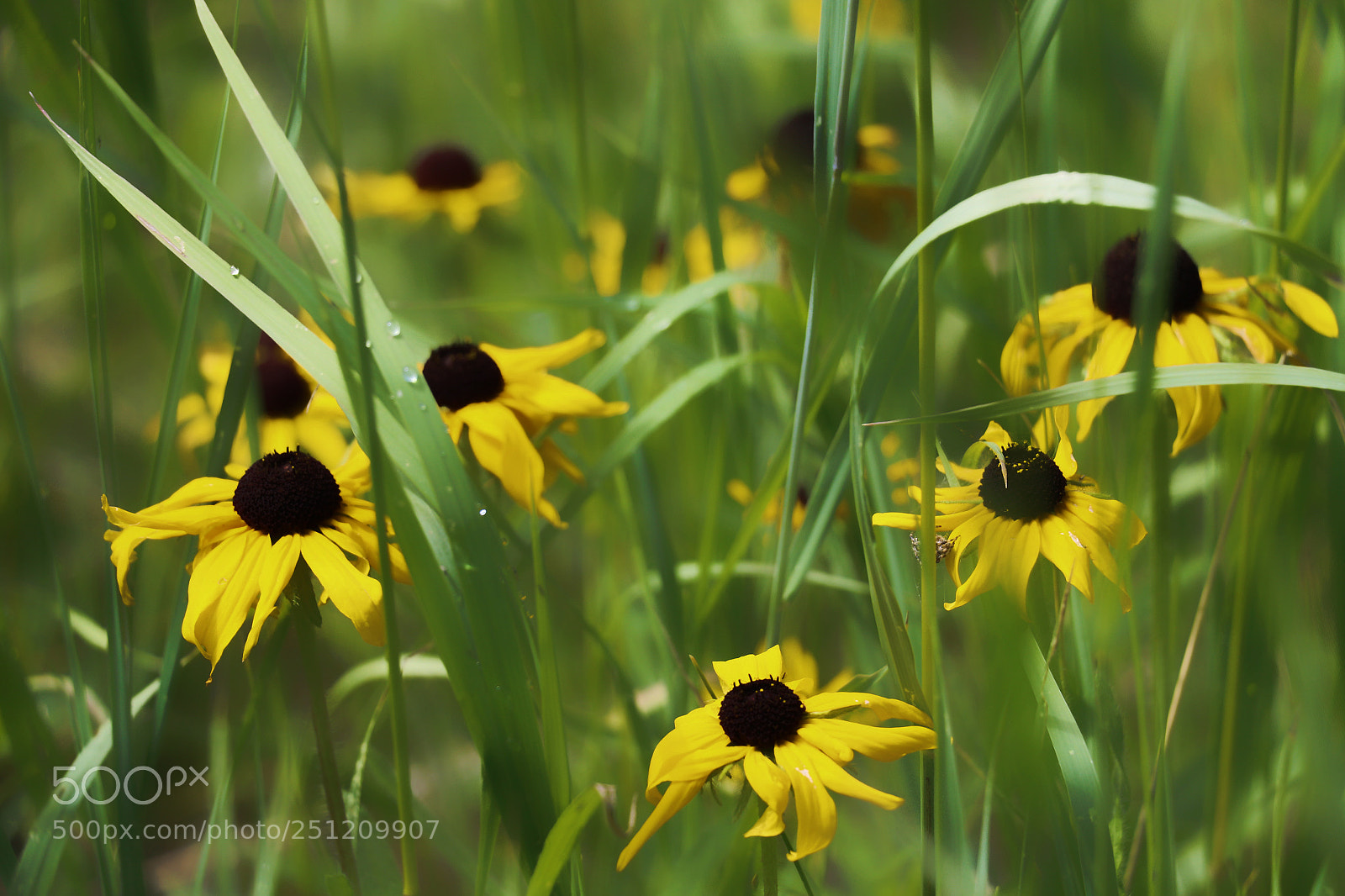 Canon EOS 7D Mark II sample photo. Wildflower collection photography