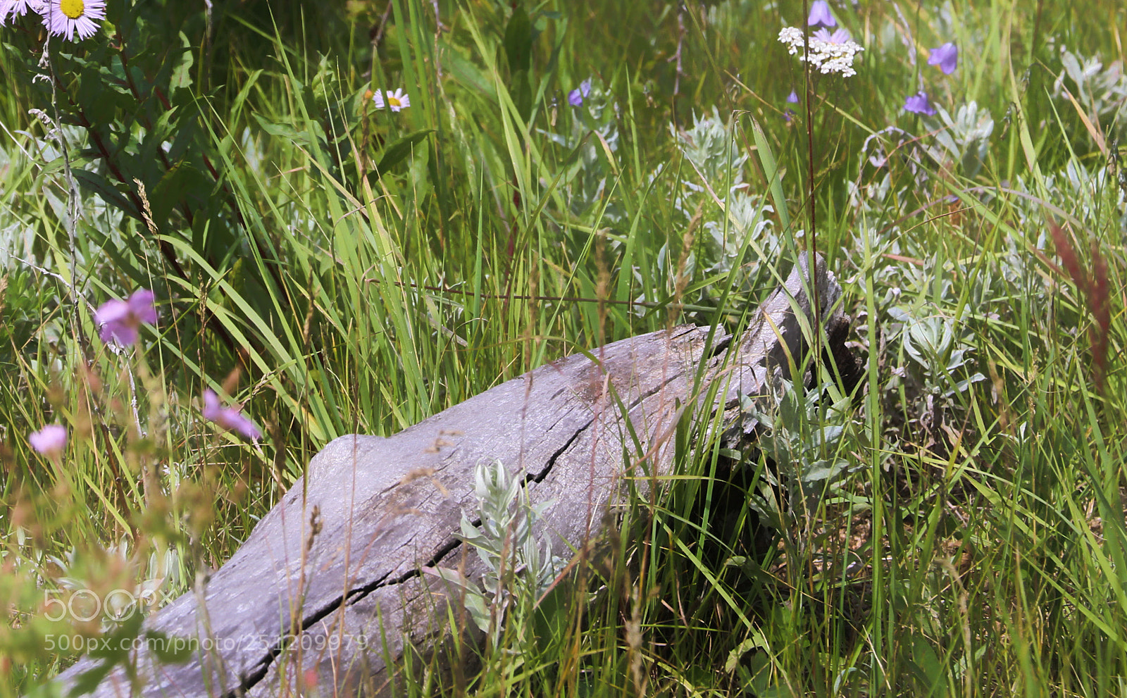Canon EOS 7D Mark II sample photo. Wildflower collection photography