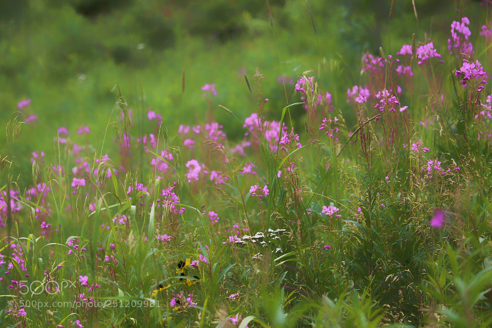 Canon EOS 7D Mark II sample photo. Wildflower collection photography