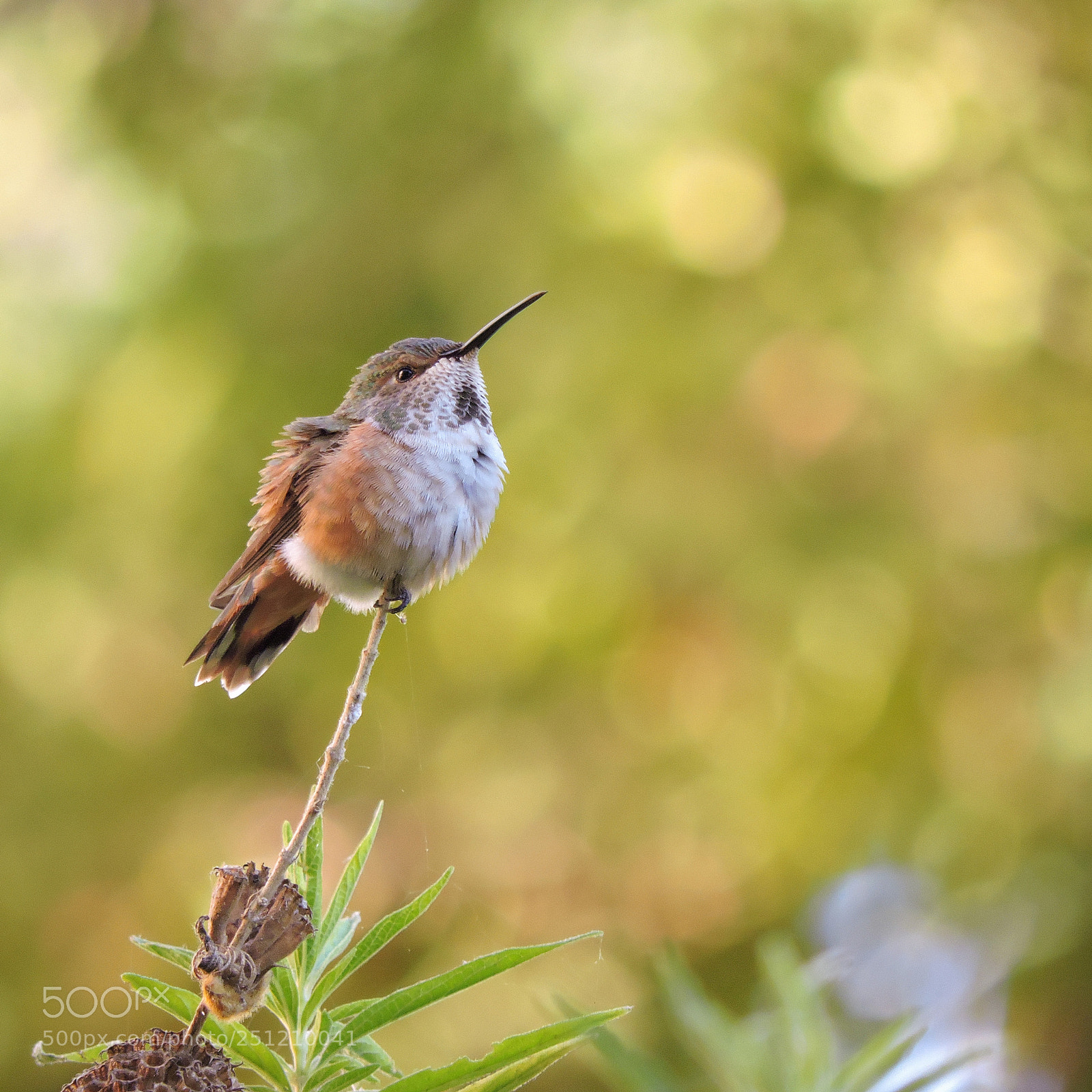Nikon Coolpix P530 sample photo. Allen's hummingbird photography