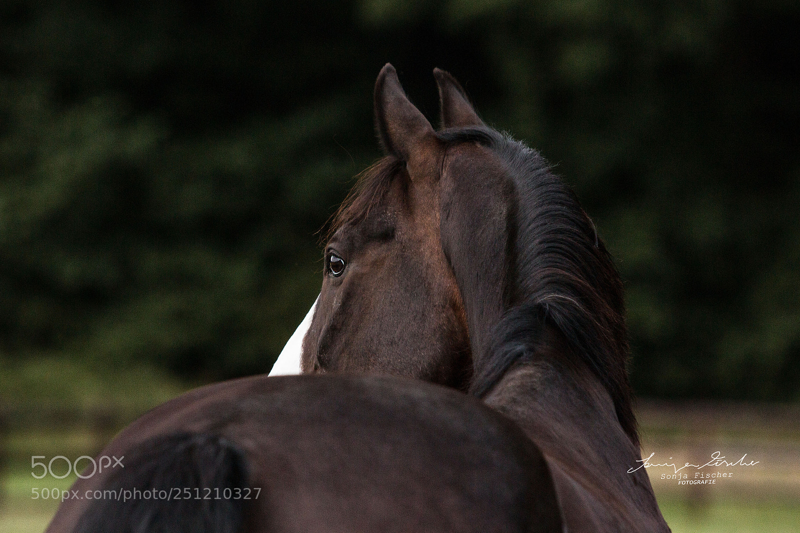 Canon EOS 70D sample photo. Img photography