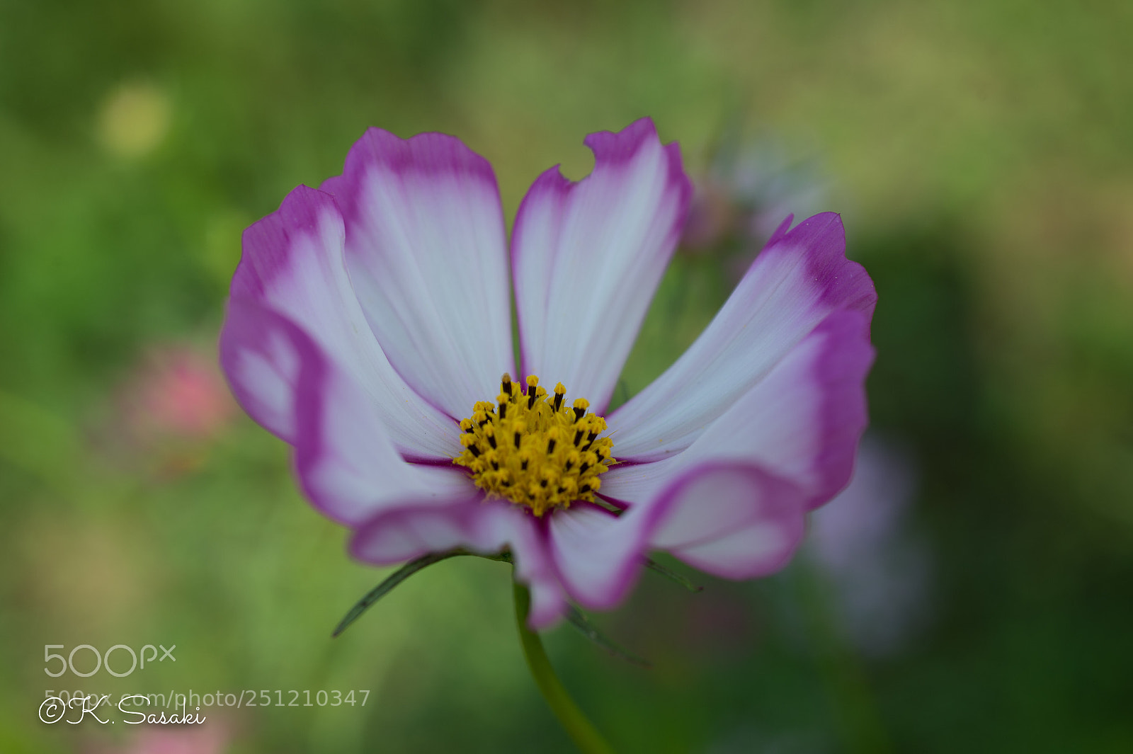 Nikon Df sample photo. Cosmos  photography