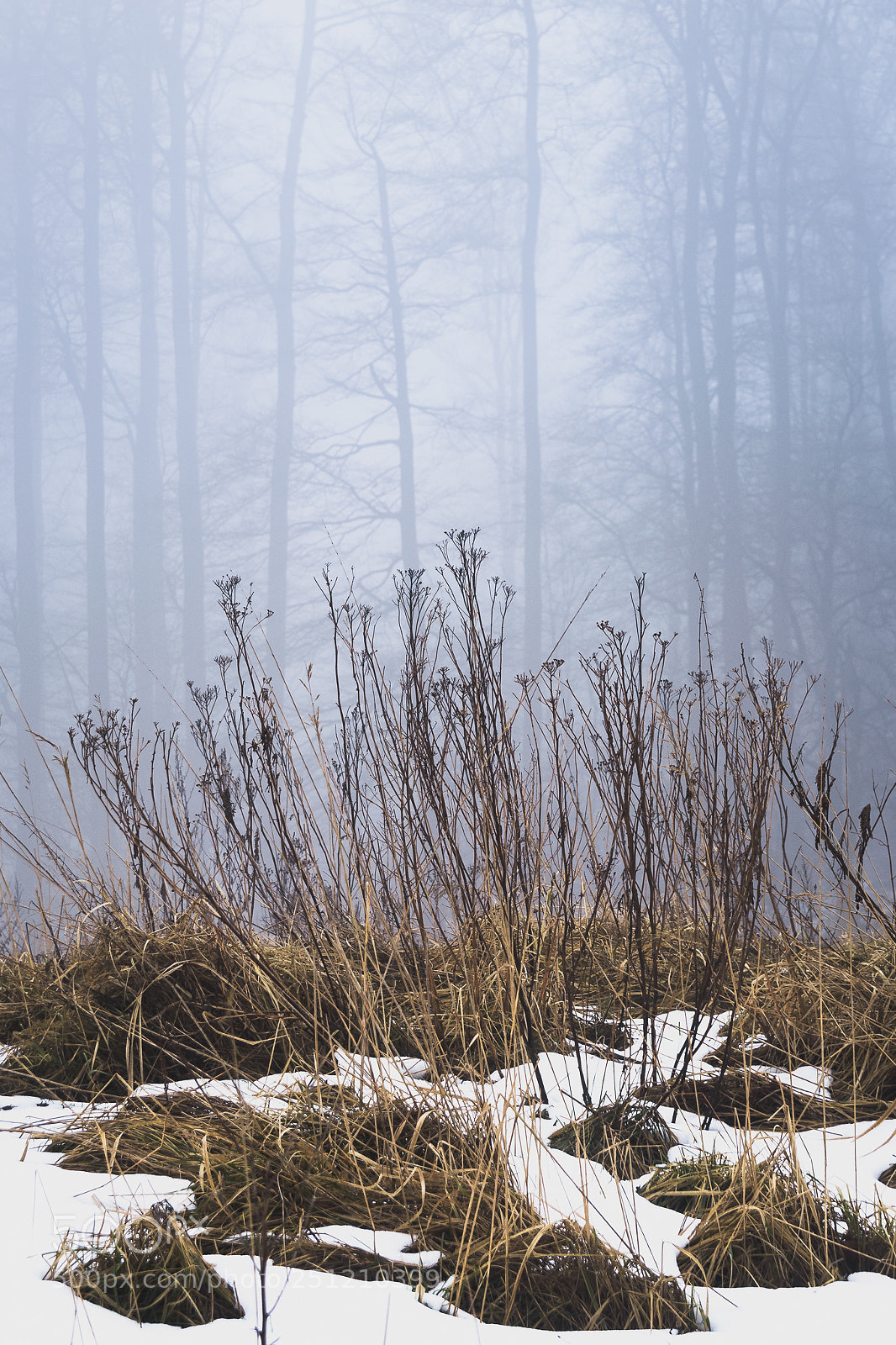 Nikon D5500 sample photo. Flora and fauna photography