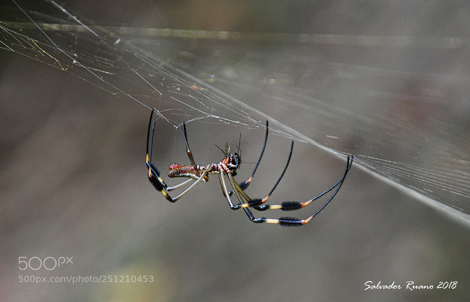 Nikon D7500 sample photo. Spider costa rica photography