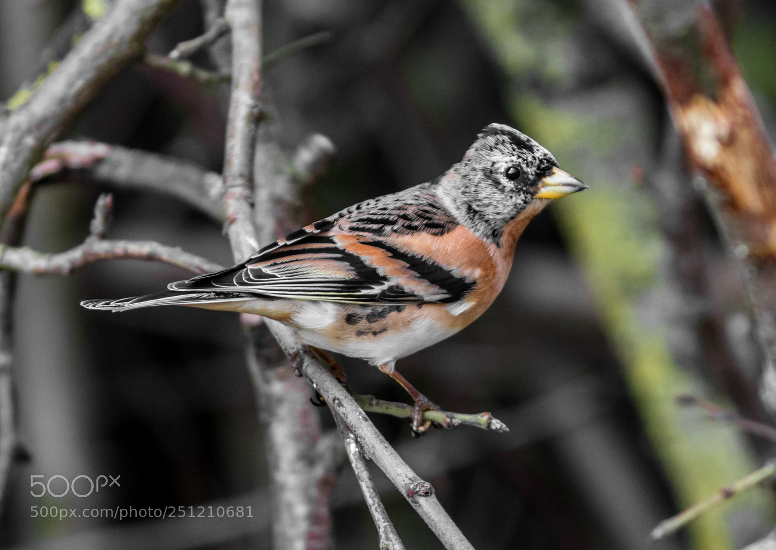 Canon EOS 7D Mark II sample photo. Brambling photography