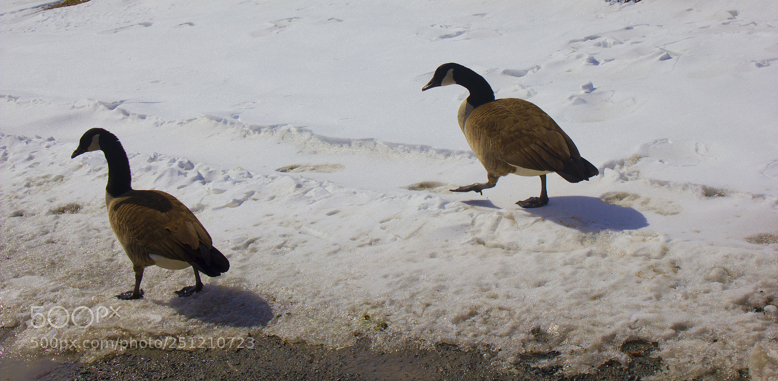 Canon EOS 550D (EOS Rebel T2i / EOS Kiss X4) sample photo. Ducks photography