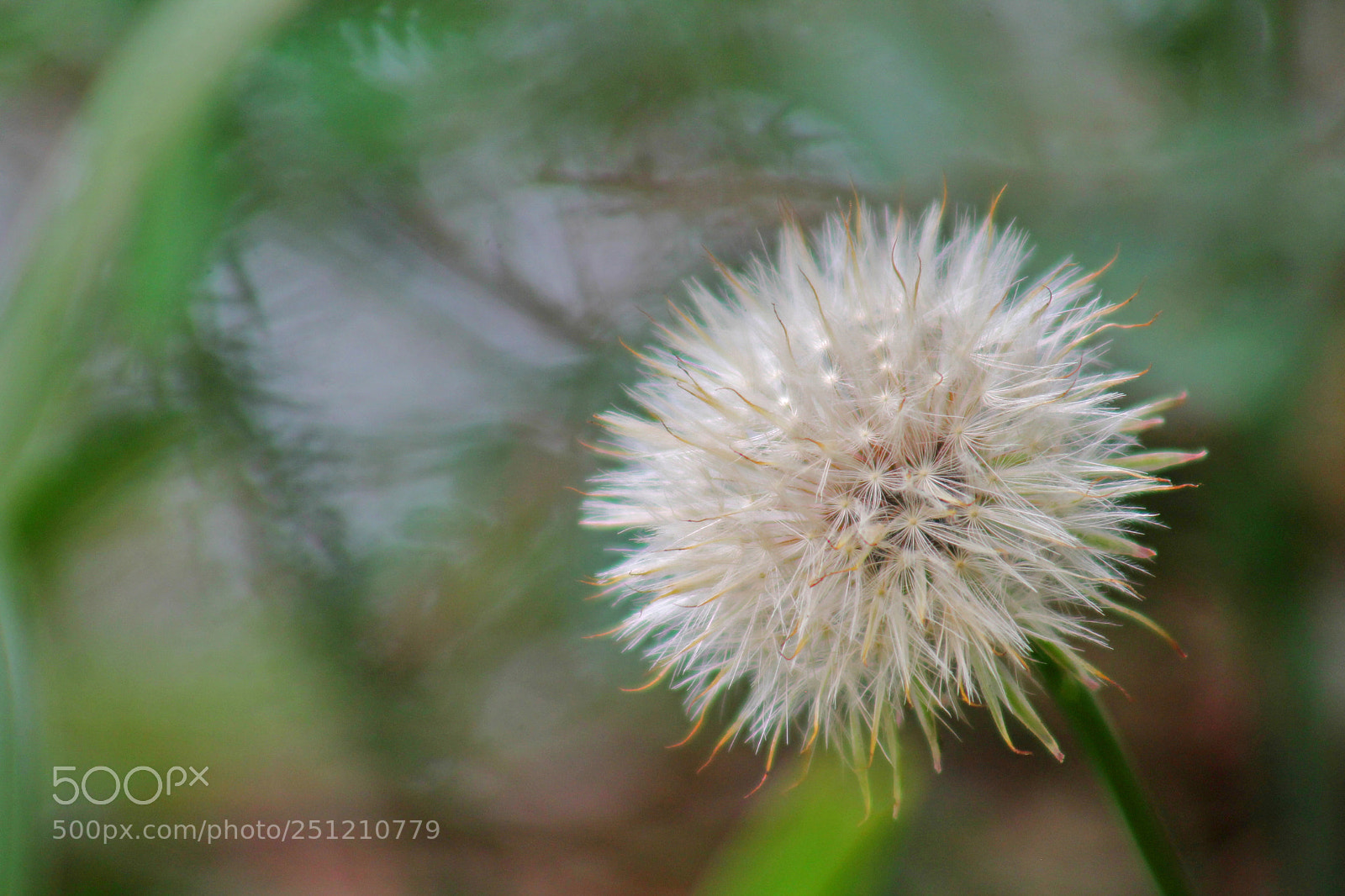 Canon EOS 1100D (EOS Rebel T3 / EOS Kiss X50) sample photo. Make a wish photography