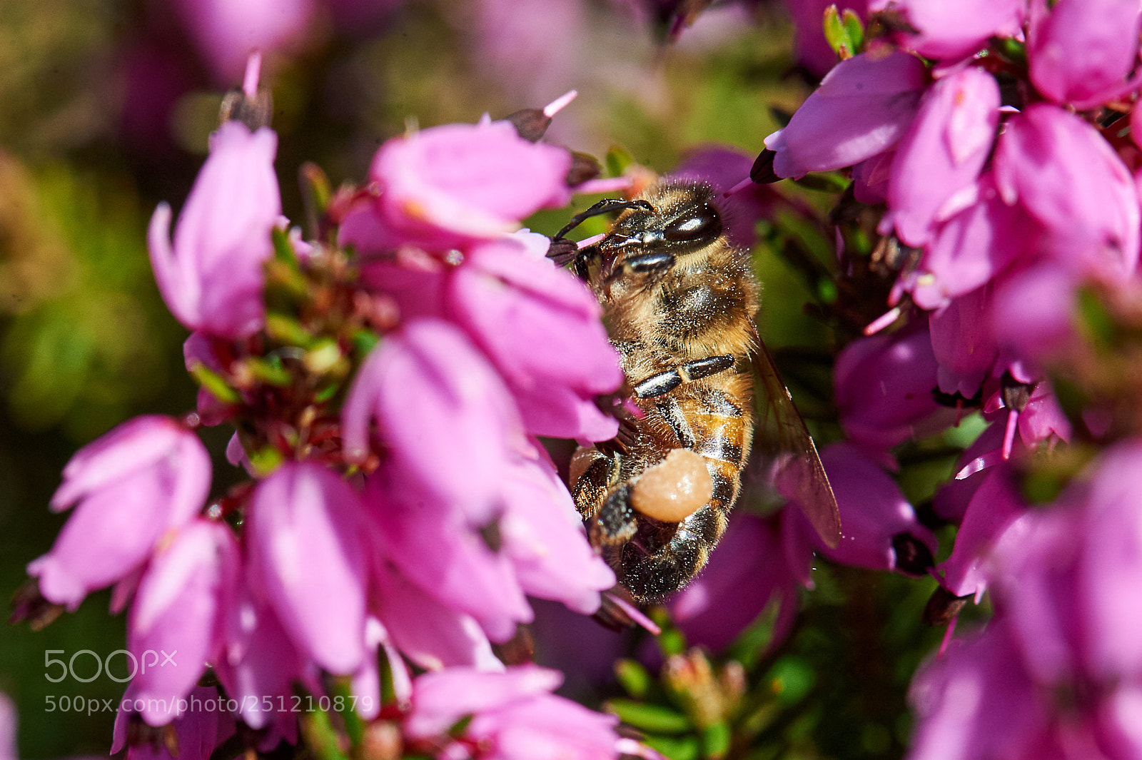 Nikon D3S sample photo. Collecting pollen photography