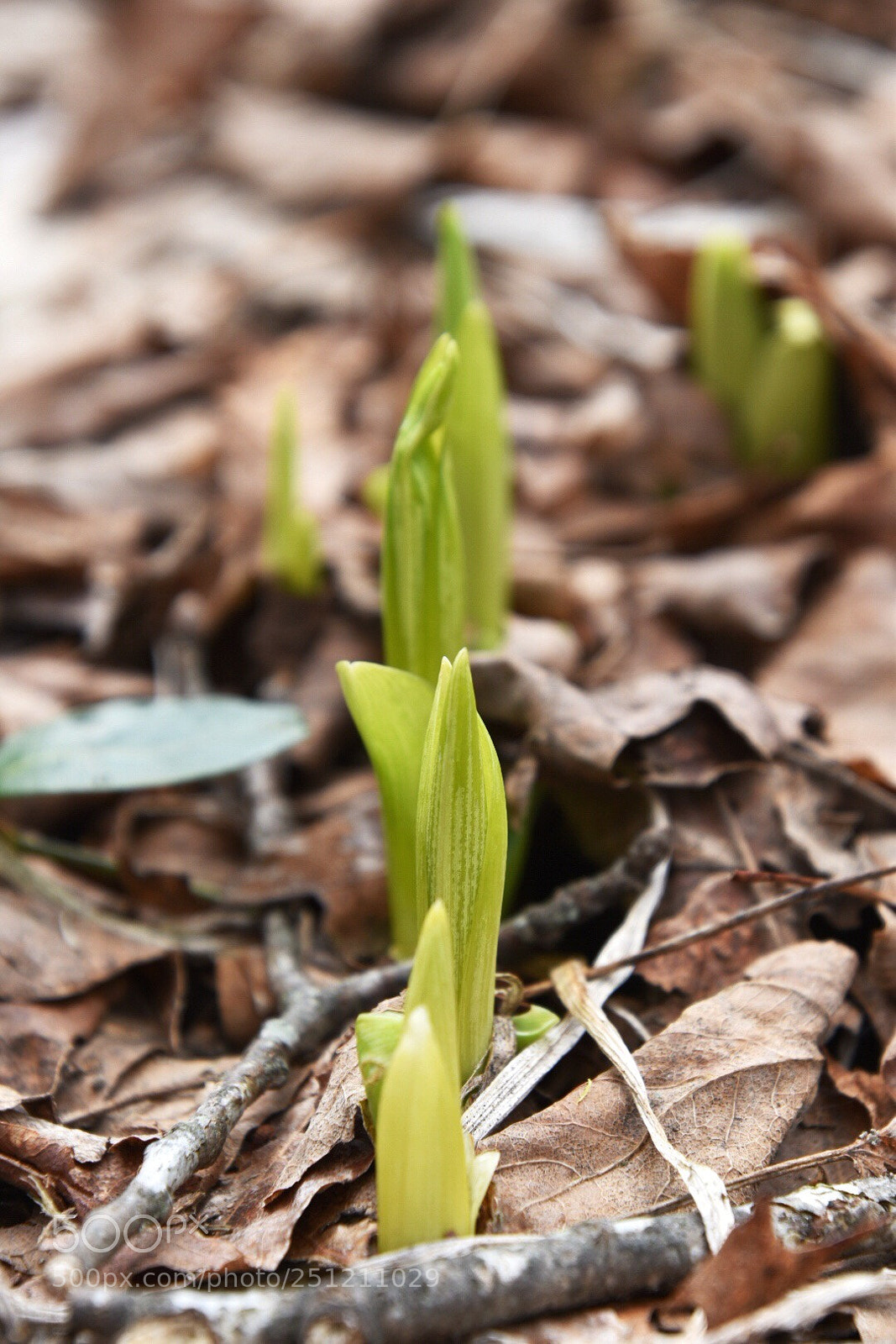 Nikon D5600 sample photo. Spring blossoms photography