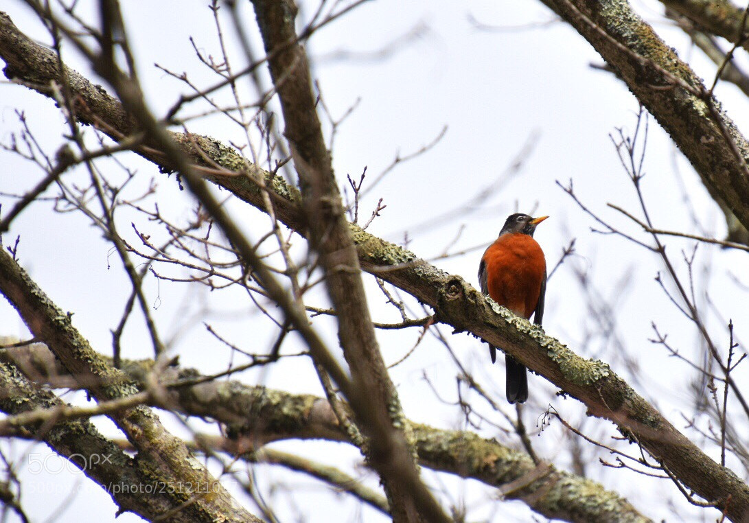 Nikon D5600 sample photo. Robin photography
