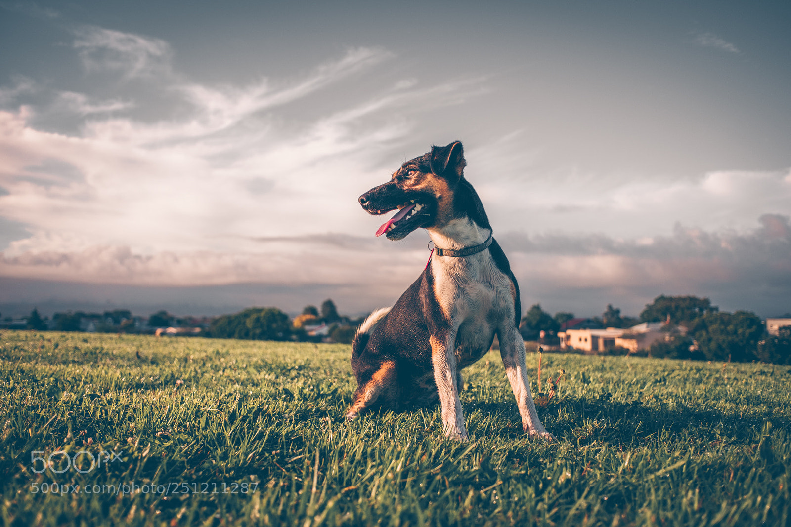 Fujifilm X70 sample photo. Walkies in the park photography