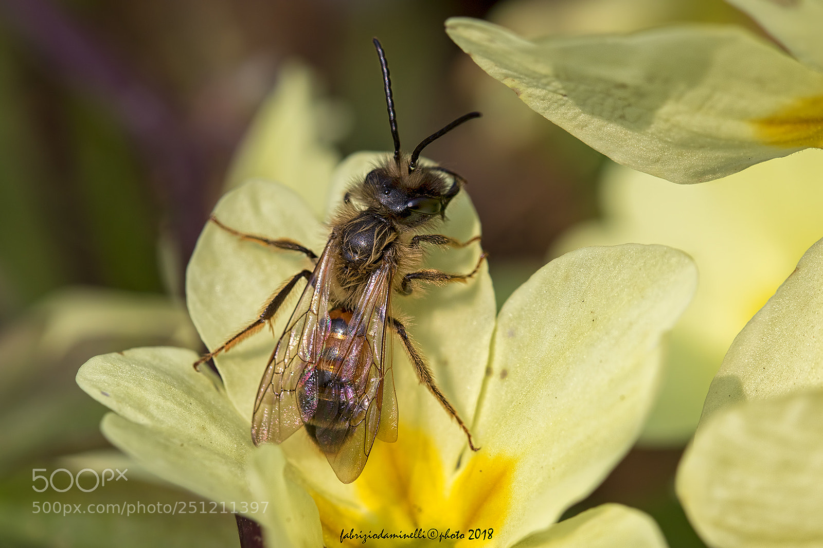 Canon EOS 7D Mark II sample photo. Andrena florea photography
