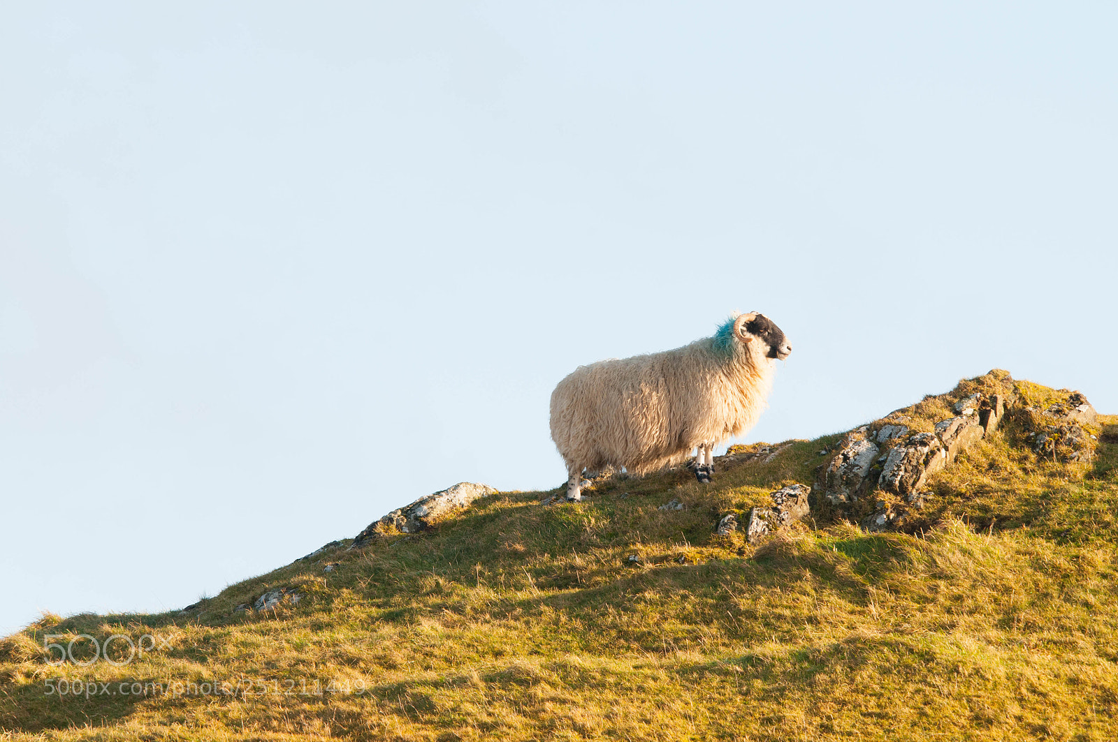 Nikon D300 sample photo. Sheep on a ridge photography