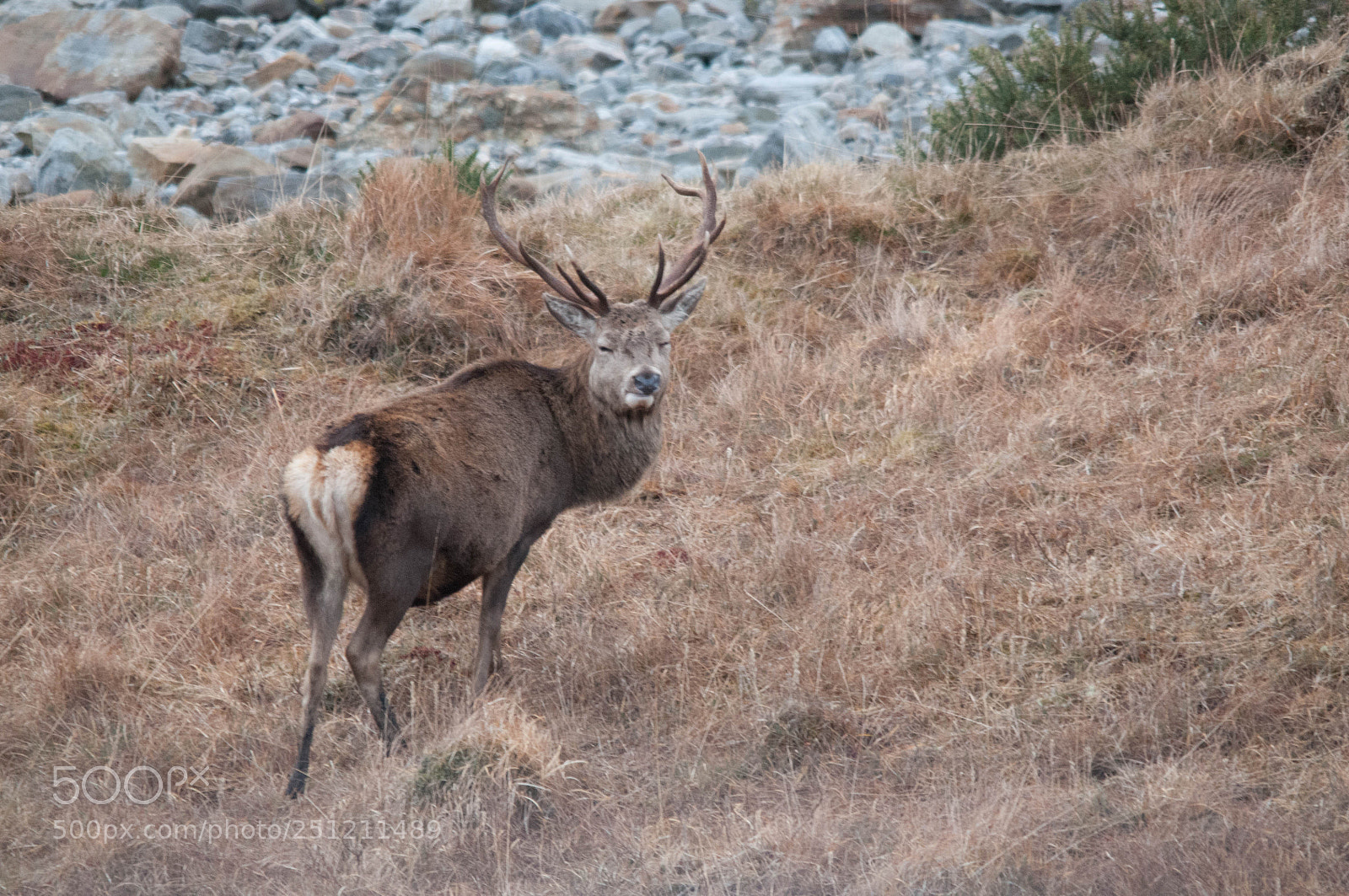 Nikon D300 sample photo. Red deer stag photography