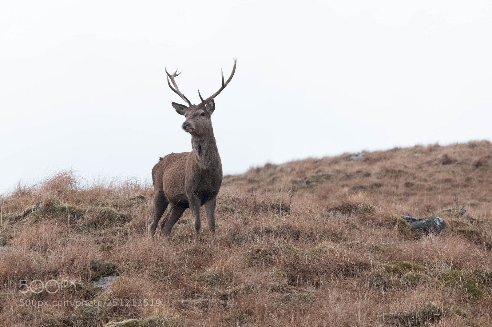 Nikon D300 sample photo. Red deer stag photography