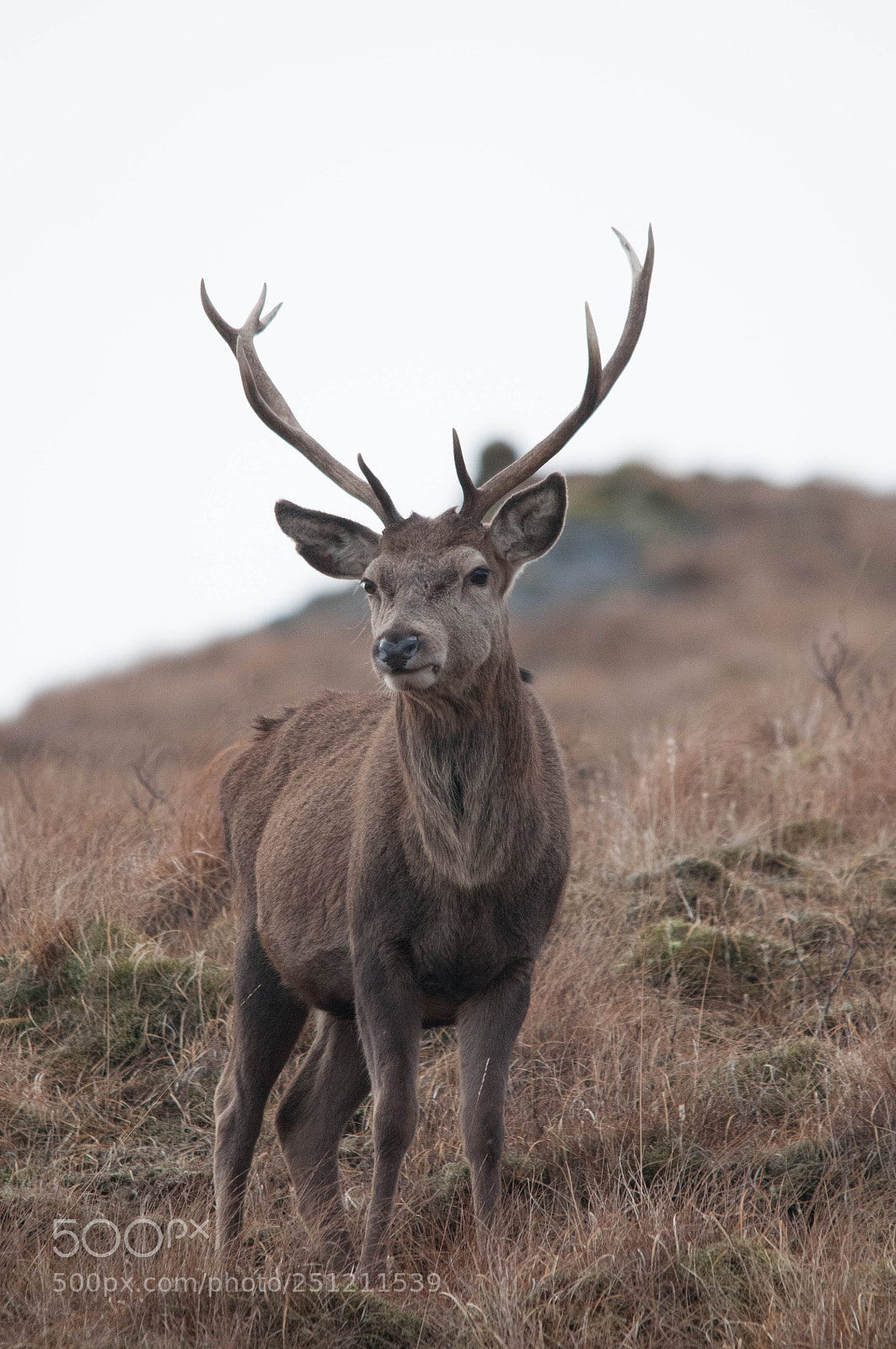 Nikon D300 sample photo. Red deer stag photography