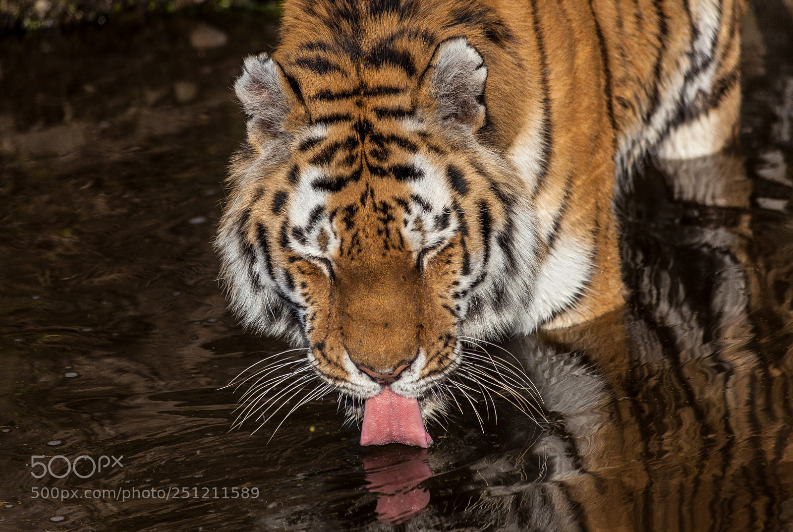 Canon EOS 5D Mark II sample photo. Drinking tiger photography