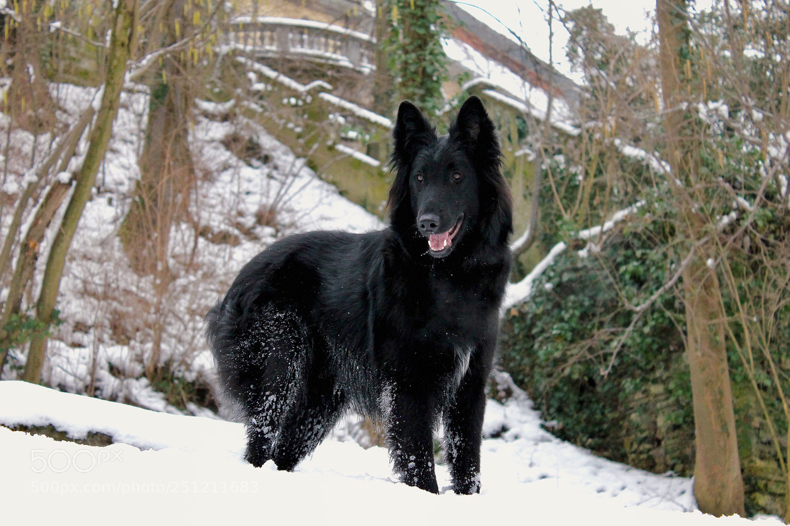 Canon EOS 1100D (EOS Rebel T3 / EOS Kiss X50) sample photo. Black dog in the photography
