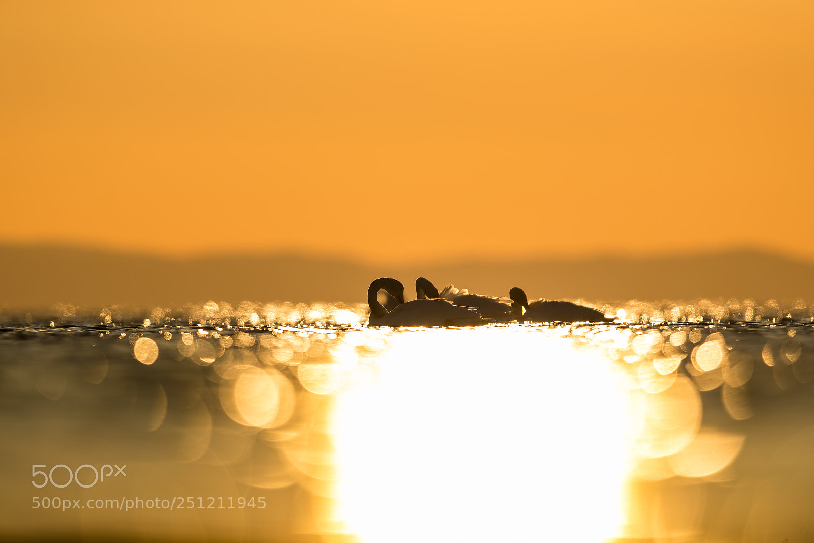 Canon EOS-1D X Mark II sample photo. Whopper swans in golden photography