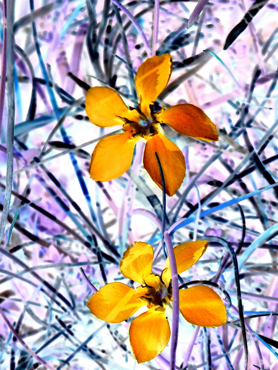 Olympus TG-3 sample photo. Flower decoration photography